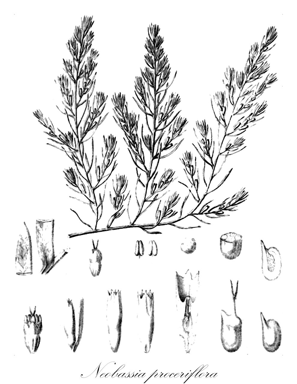 Neobassia proceriflora - Amaranthaceae,Plantae,Pteridobiotina,Angiosperms,Caryophyllales,Amaranthaceae,Neobassia,Neobassia proceriflora,Threlkeldia proceriflora