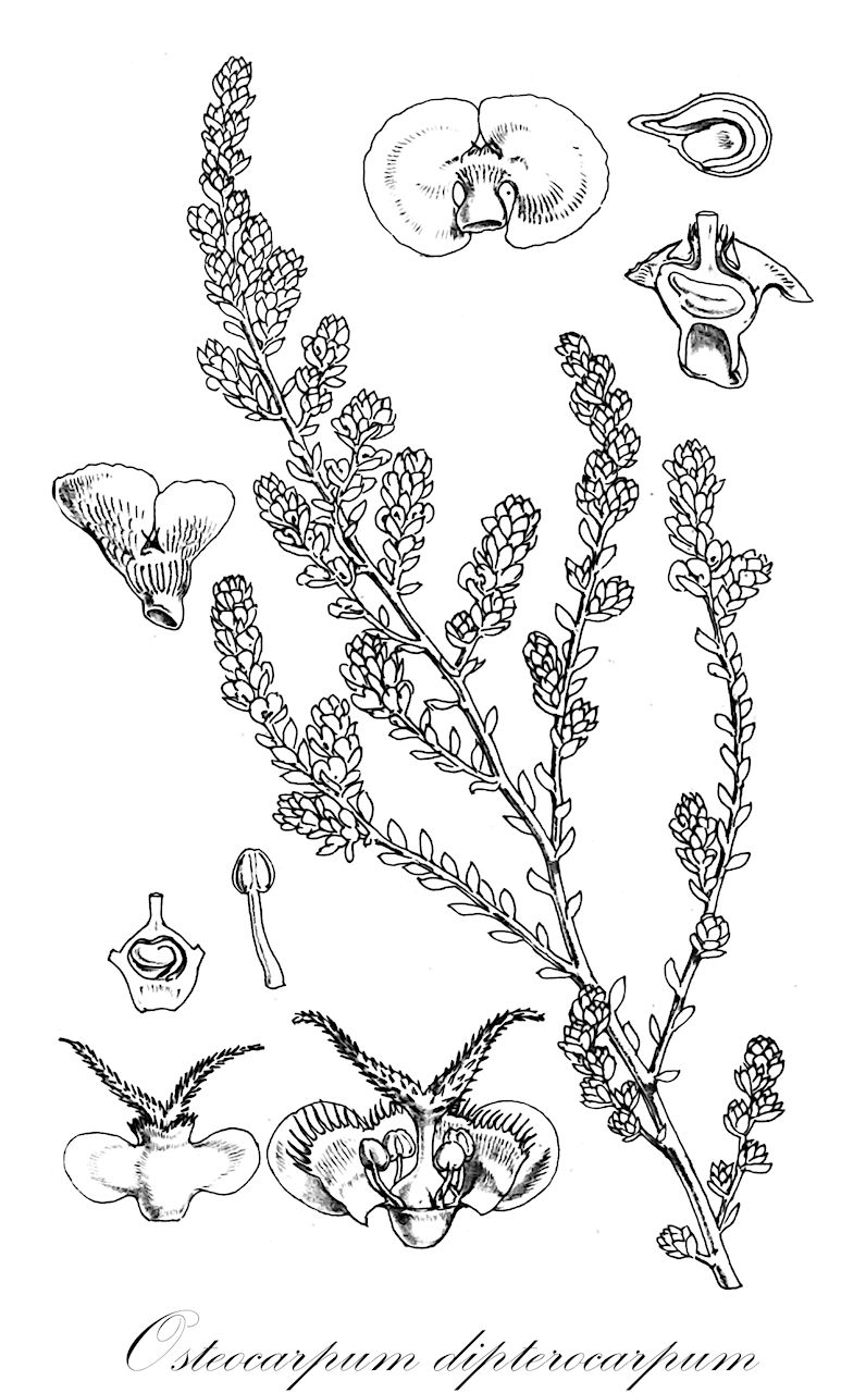 Osteocarpum dipterocarpum - Amaranthaceae,Plantae,Pteridobiotina,Angiosperms,Caryophyllales,Amaranthaceae,Osteocarpum,Osteocarpum dipterocarpum