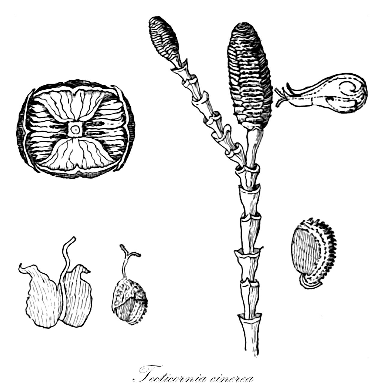 Tecticornia cinerea - Amaranthaceae,Plantae,Pteridobiotina,Angiosperms,Caryophyllales,Amaranthaceae,Tecticornia,Tecticornia cinerea,Halocnemum cinereum, Salicornia cinerea