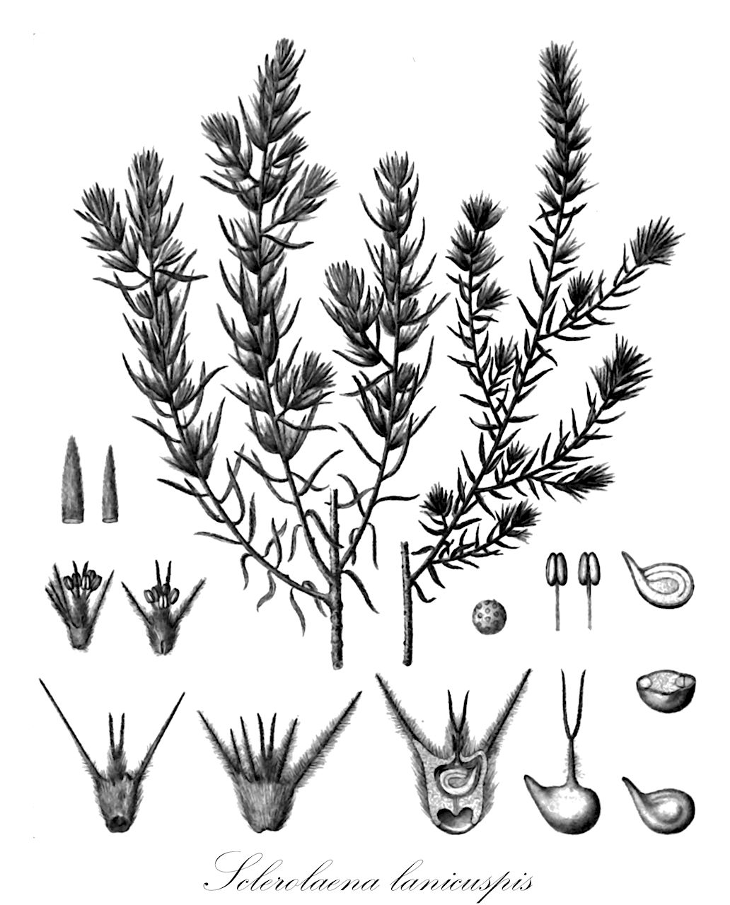 Sclerolaena lanicuspis - Amaranthaceae,Plantae,Pteridobiotina,Angiosperms,Caryophyllales,Amaranthaceae,Sclerolaena,Sclerolaena lanicuspis