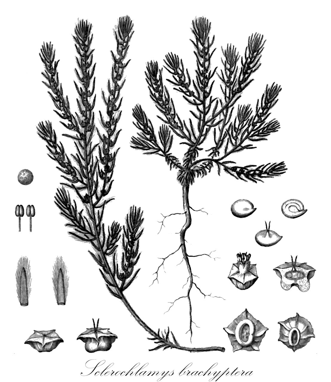 Sclerochlamys brachyptera - Amaranthaceae,Plantae,Pteridobiotina,Angiosperms,Caryophyllales,Amaranthaceae,Sclerochlamys,Sclerochlamys brachyptera,Kochia brachyptera