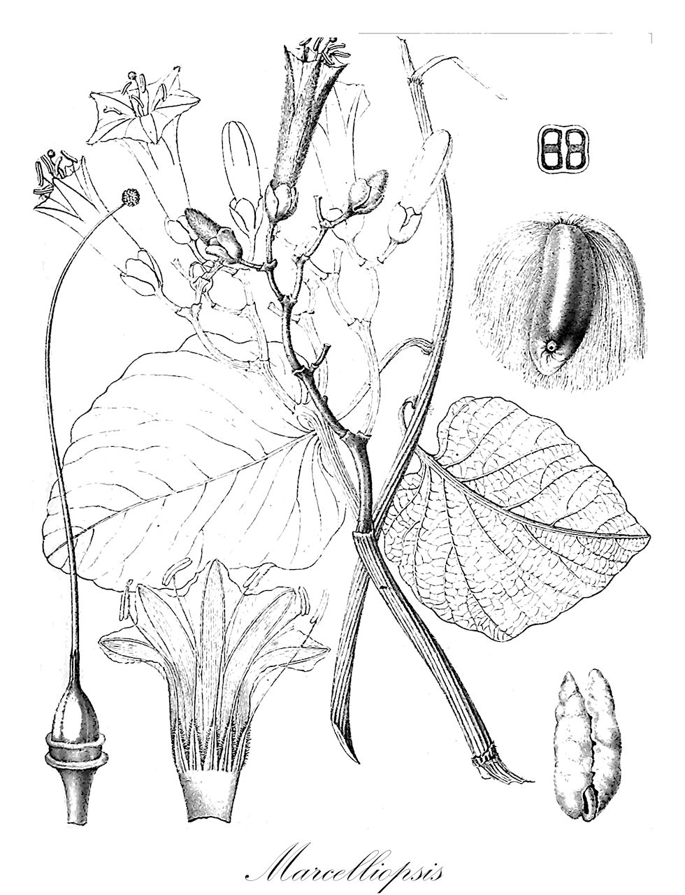 Marcelliopsis - Amaranthaceae,Plantae,Pteridobiotina,Angiosperms,Caryophyllales,Amaranthaceae,Marcelliopsis