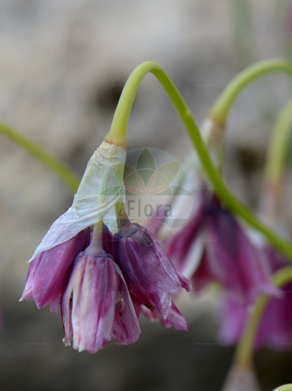 Foto von Allium insubricum. Das Bild zeigt Bluete. Das Foto wurde in Saussurea, Mont Blanc, Valle d’Aosta, Italien aufgenommen. ---- Photo of Allium insubricum. The image is showing flower. The picture was taken in Saussurea, Mont Blanc, Valle d'Aosta, Italy.(Allium insubricum,Allium insubricum,Allium narcissiflorum var. insubricum,Allium,Lauch,Leek,Amaryllidaceae,Narzissengewächse,Amaryllis family,Bluete,flower)