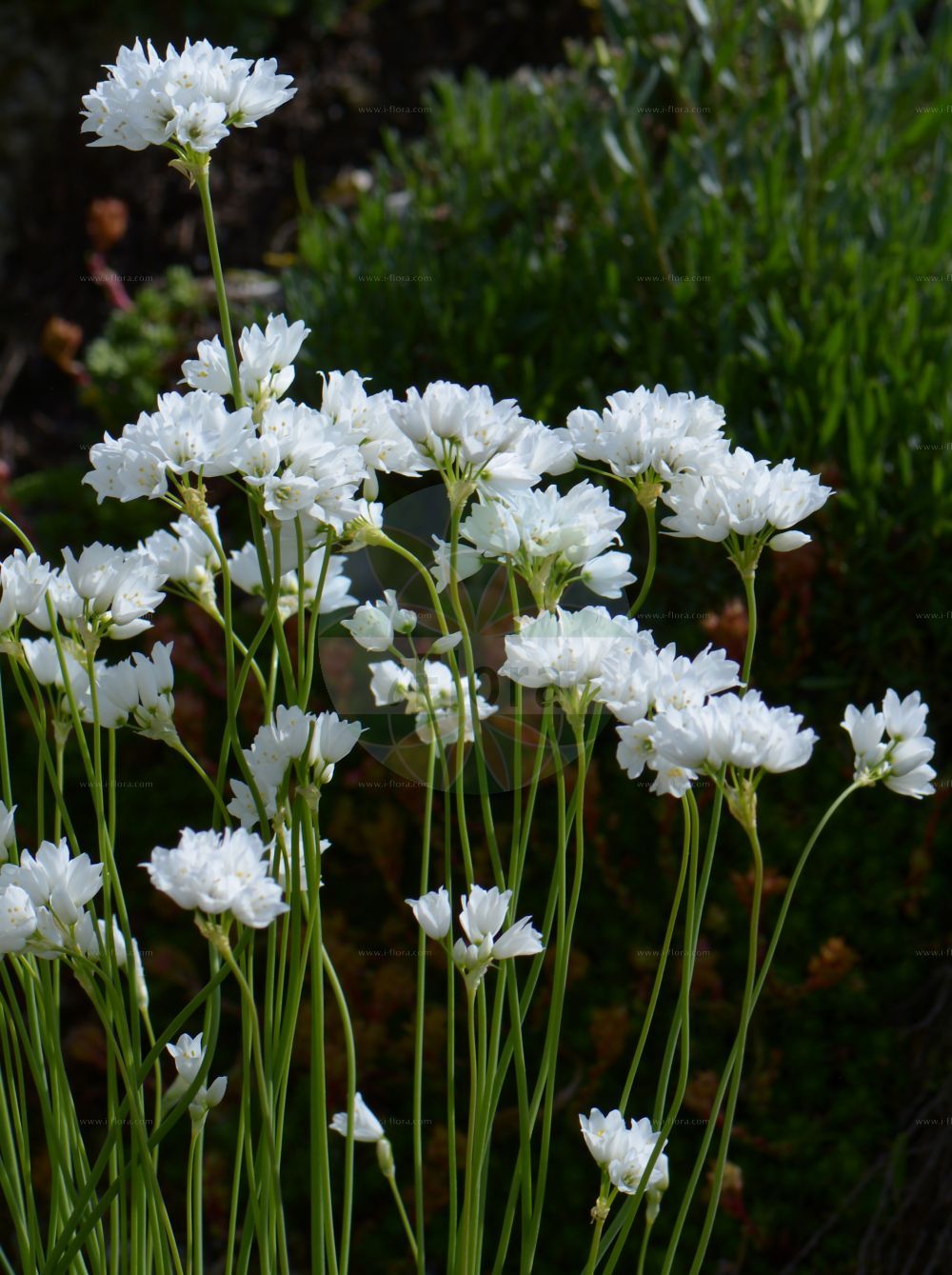 Foto von Allium zebdanense. Das Bild zeigt Bluete. Das Foto wurde in München, Bayern, Deutschland aufgenommen. ---- Photo of Allium zebdanense. The image is showing flower. The picture was taken in Munich, Bavaria, Germany.(Allium zebdanense,Allium chionanthum,Allium zebdanense,Allium,Lauch,Leek,Amaryllidaceae,Narzissengewächse,Amaryllis family,Bluete,flower)