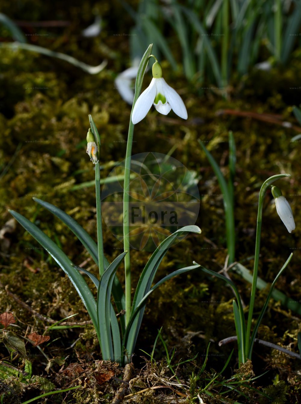 Foto von Galanthus nivalis (Kleines Schneeglöckchen - Snowdrop). Das Bild zeigt Blatt und Bluete. Das Foto wurde in Jena, Thüringen, Deutschland aufgenommen. ---- Photo of Galanthus nivalis (Kleines Schneeglöckchen - Snowdrop). The image is showing leaf and flower. The picture was taken in Jena, Thuringia, Germany.(Galanthus nivalis,Kleines Schneeglöckchen,Snowdrop,Chianthemum nivale,Galanthus alexandri,Galanthus imperati,Galanthus melvillei,Galanthus montanus,Galanthus nivalis,Galanthus scharlokii,Galanthus umbricus,Kleines Schneegloeckchen,Snowdrop,Common Snowdrop,Snow Flower,Galanthus,Schneeglöckchen,Snowdrop,Amaryllidaceae,Narzissengewächse,Amaryllis family,Blatt,Bluete,leaf,flower)