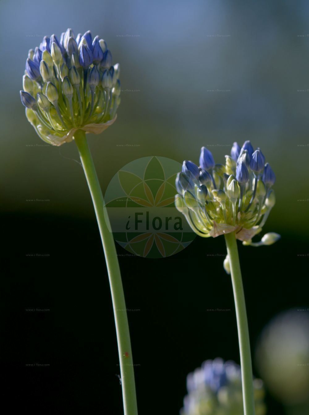 Foto von Allium caeruleum. Das Bild zeigt Bluete. Das Foto wurde in Stockholm, Schweden aufgenommen. ---- Photo of Allium caeruleum. The image is showing flower. The picture was taken in Stockholm, Sweden.(Allium caeruleum,Allium azureum,Allium caerulescens,Allium caeruleum,Allium viviparum,Allium,Lauch,Leek,Amaryllidaceae,Narzissengewächse,Amaryllis family,Bluete,flower)