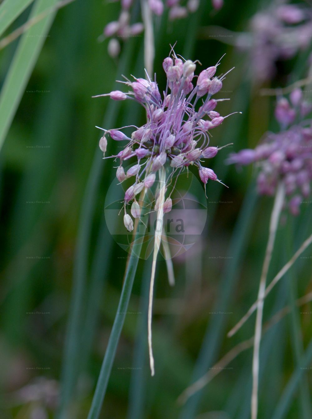 Foto von Allium carinatum (Gekielter Lauch - Keeled Garlic). Das Bild zeigt Blatt und Bluete. Das Foto wurde in Genève, Schweiz aufgenommen. ---- Photo of Allium carinatum (Gekielter Lauch - Keeled Garlic). The image is showing leaf and flower. The picture was taken in Geneva, Switzerland.(Allium carinatum,Gekielter Lauch,Keeled Garlic,Aglitheis carinata,Allium carinatum,Cepa carinata,Codonoprasum carinatum,Raphione carinata,Gekielter Lauch,findekeinenNamen,Keeled Garlic,Keeled Onion,Allium,Lauch,Leek,Amaryllidaceae,Narzissengewächse,Amaryllis family,Blatt,Bluete,leaf,flower)