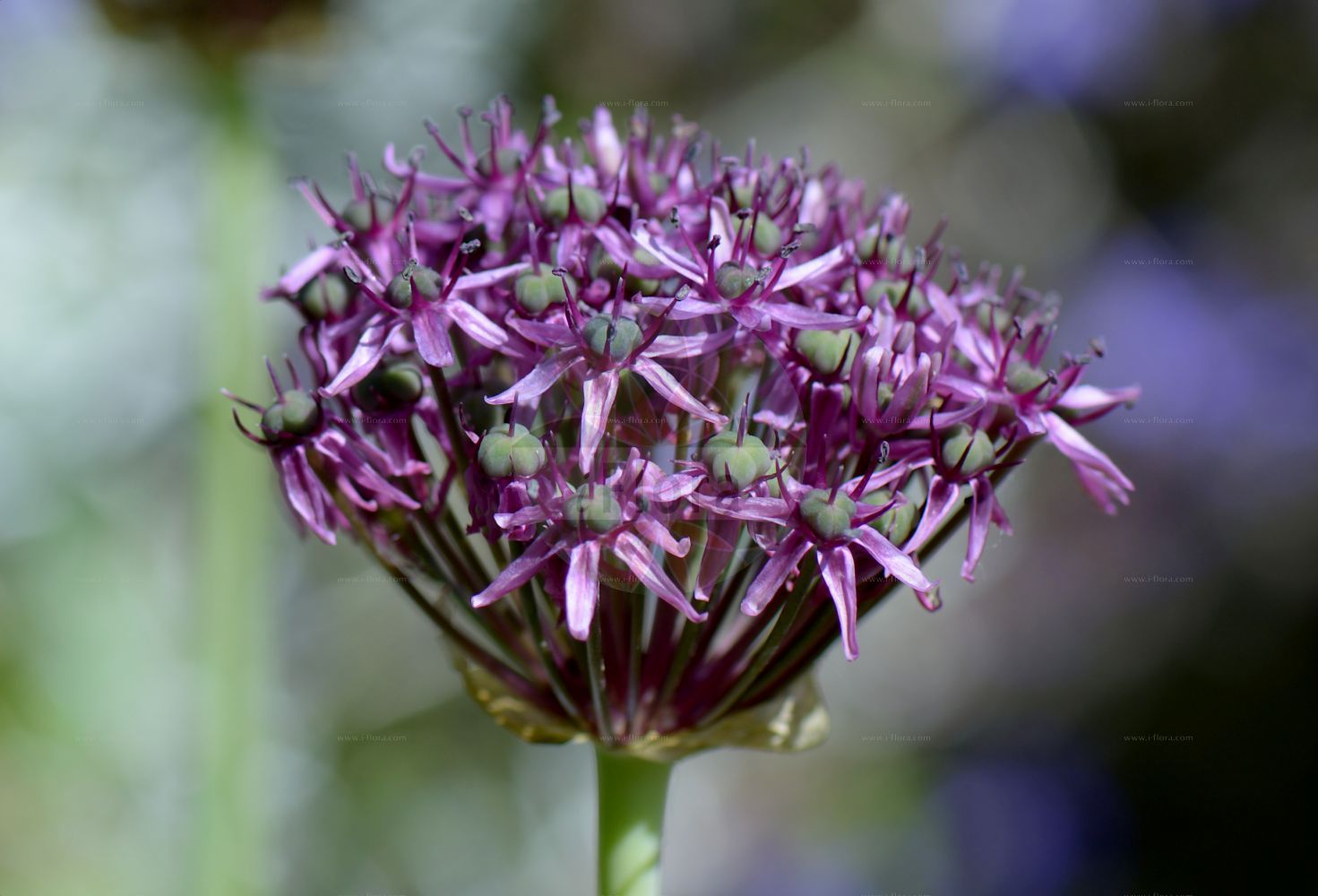 Foto von Allium carinatum subsp. pulchellum (Schöner Lauch - Handsome Garlic). Das Bild zeigt Bluete. Das Foto wurde in Kiel, Schleswig-Holstein, Deutschland aufgenommen. ---- Photo of Allium carinatum subsp. pulchellum (Schöner Lauch - Handsome Garlic). The image is showing flower. The picture was taken in Kiel, Schleswig-Holstein, Germany.(Allium carinatum subsp. pulchellum,Schöner Lauch,Handsome Garlic,Codonoprasum pulchellum,Schoener Lauch,Handsome Garlic,Allium,Lauch,Leek,Amaryllidaceae,Narzissengewächse,Amaryllis family,Bluete,flower)