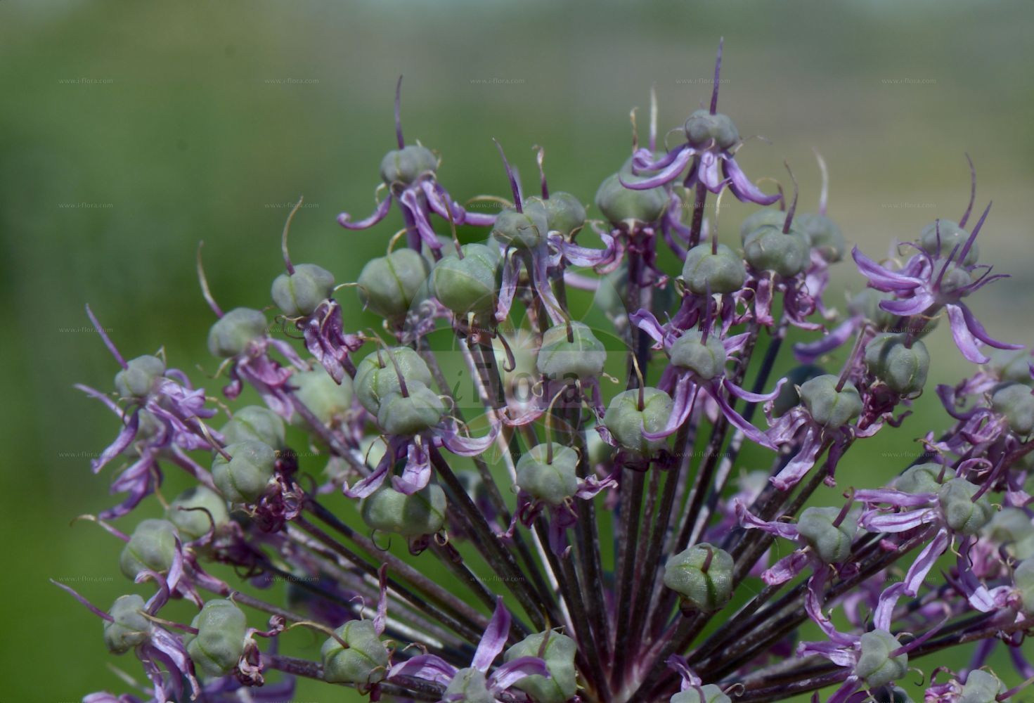 Foto von Allium giganteum. Das Bild zeigt Bluete. Das Foto wurde in Kopenhagen, Dänemark aufgenommen. ---- Photo of Allium giganteum. The image is showing flower. The picture was taken in Copenhagen, Denmark.(Allium giganteum,Allium,Lauch,Leek,Amaryllidaceae,Narzissengewächse,Amaryllis family,Bluete,flower)