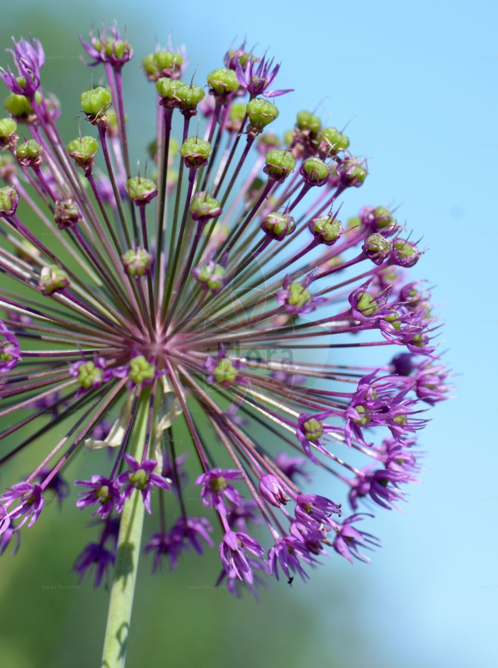 Foto von Allium hollandicum. Das Bild zeigt Bluete. Das Foto wurde in Göteborg, Schweden aufgenommen. ---- Photo of Allium hollandicum. The image is showing flower. The picture was taken in Gothenburg, Sweden.(Allium hollandicum,Allium,Lauch,Leek,Amaryllidaceae,Narzissengewächse,Amaryllis family,Bluete,flower)