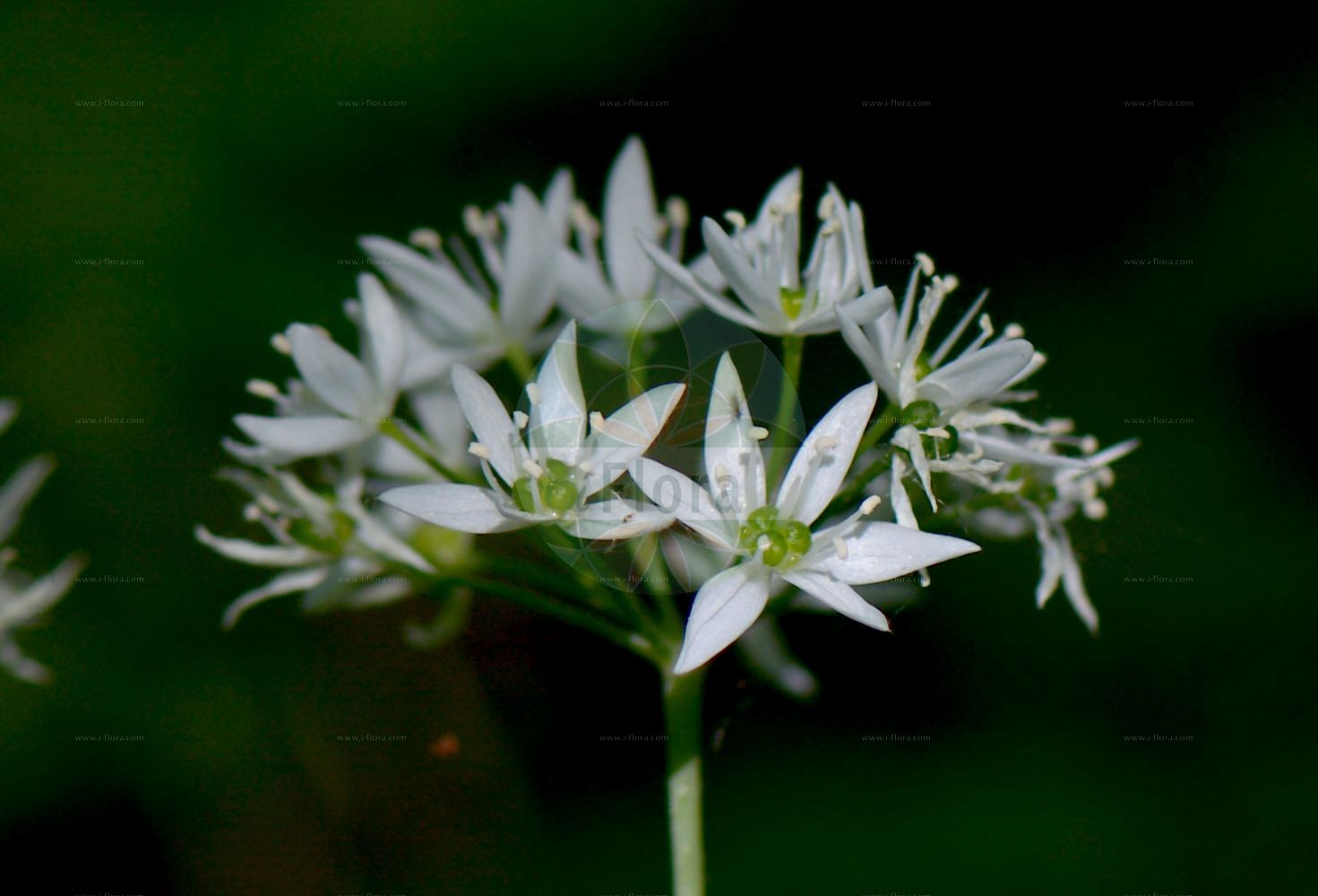 Foto von Allium ursinum (Bär-Lauch - Ramsons). Das Bild zeigt Bluete. Das Foto wurde in Bochum, Nordrhein-Westfalen, Deutschland aufgenommen. ---- Photo of Allium ursinum (Bär-Lauch - Ramsons). The image is showing flower. The picture was taken in Bochum, North Rhine-Westphalia, Germany.(Allium ursinum,Bär-Lauch,Ramsons,Aglitheis ursina,Allium latifolium,Allium longipetiolatum,Allium nemorale,Allium petiolatum,Allium ucrainicum,Allium ursinoides,Allium ursinum,Allium vincetoxicum,Cepa ursina,Geboscon ursinum,Hylogeton ursinum,Moly latifolium,Ophioscorodon ursinum,Baer-Lauch,Baerlauch,Ramsel,Waldknoblauch,Waldlauch,Wilder Lauch,Ramsons,Bear's Garlic,Bear Garlic,Wild Garlic,Wood Garlic,Allium,Lauch,Leek,Amaryllidaceae,Narzissengewächse,Amaryllis family,Bluete,flower)