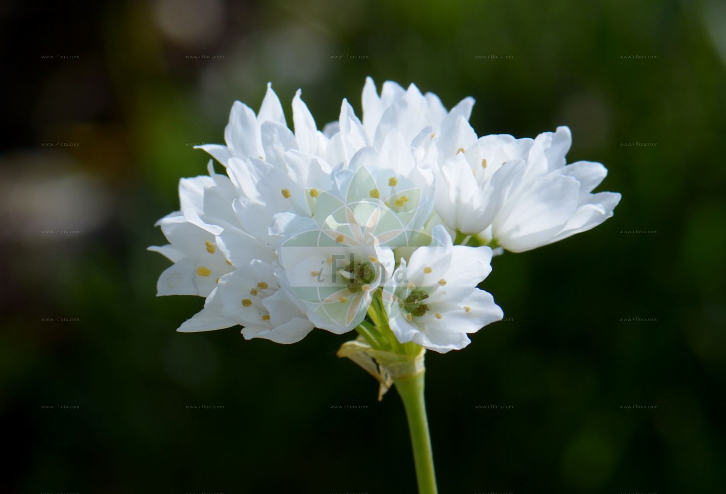 Foto von Allium zebdanense. Das Bild zeigt Bluete. Das Foto wurde in München, Bayern, Deutschland aufgenommen. ---- Photo of Allium zebdanense. The image is showing flower. The picture was taken in Munich, Bavaria, Germany.(Allium zebdanense,Allium chionanthum,Allium zebdanense,Allium,Lauch,Leek,Amaryllidaceae,Narzissengewächse,Amaryllis family,Bluete,flower)