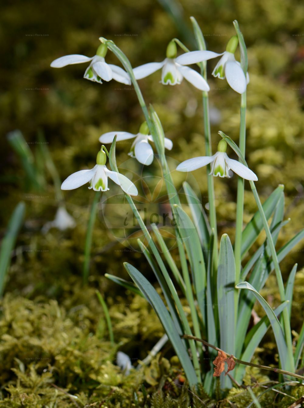 Foto von Galanthus nivalis (Kleines Schneeglöckchen - Snowdrop). Das Bild zeigt Blatt und Bluete. Das Foto wurde in Jena, Thüringen, Deutschland aufgenommen. ---- Photo of Galanthus nivalis (Kleines Schneeglöckchen - Snowdrop). The image is showing leaf and flower. The picture was taken in Jena, Thuringia, Germany.(Galanthus nivalis,Kleines Schneeglöckchen,Snowdrop,Chianthemum nivale,Galanthus alexandri,Galanthus imperati,Galanthus melvillei,Galanthus montanus,Galanthus nivalis,Galanthus scharlokii,Galanthus umbricus,Kleines Schneegloeckchen,Snowdrop,Common Snowdrop,Snow Flower,Galanthus,Schneeglöckchen,Snowdrop,Amaryllidaceae,Narzissengewächse,Amaryllis family,Blatt,Bluete,leaf,flower)