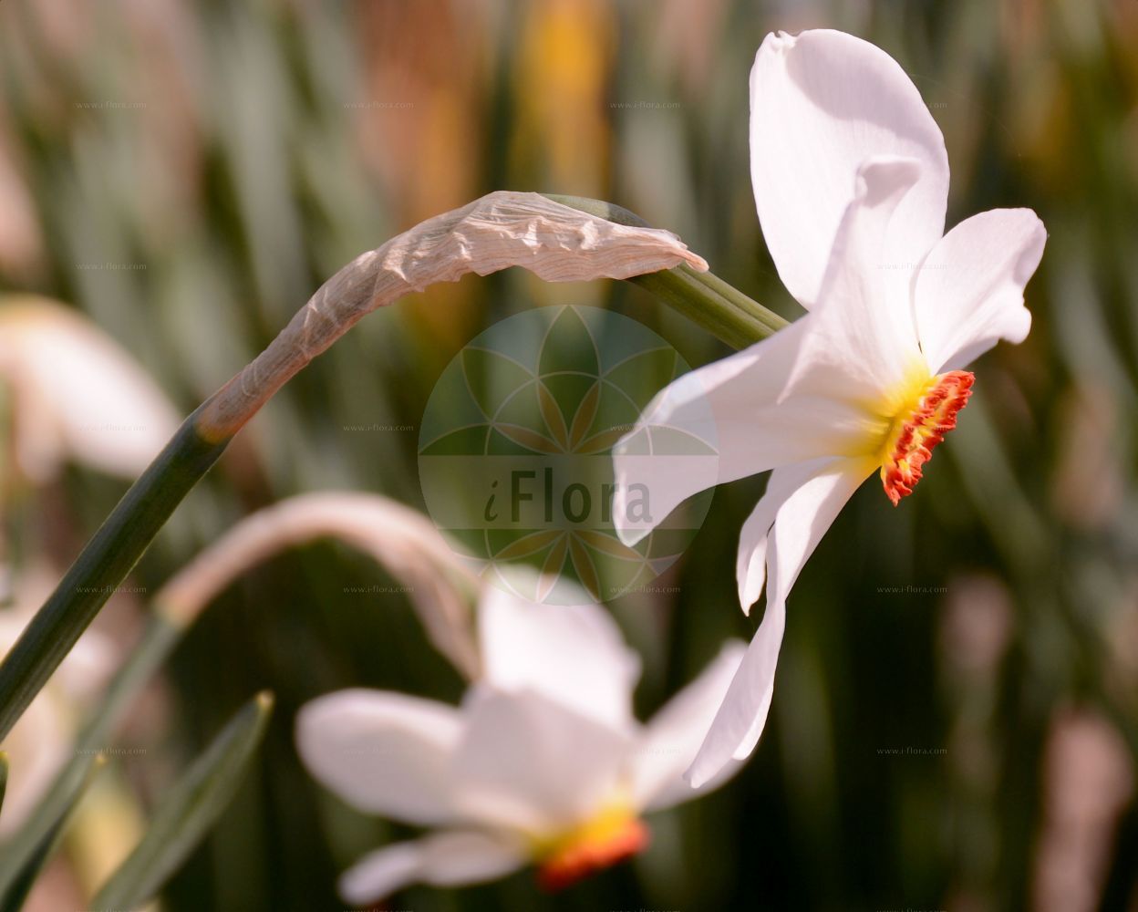 Foto von Narcissus poeticus (Garten-Narzisse - Pheasant's-eye Daffodil). Das Bild zeigt Bluete. Das Foto wurde in Mainz, Rheinland-Pfalz, Deutschland aufgenommen. ---- Photo of Narcissus poeticus (Garten-Narzisse - Pheasant's-eye Daffodil). The image is showing flower. The picture was taken in Mainz, Rhineland-Palatinate, Germany.(Narcissus poeticus,Garten-Narzisse,Pheasant's-eye Daffodil,Autogenes poeticus,Narcissus poeticus,Garten-Narzisse,Weisse Narzisse,Pheasant's-eye Daffodil,Daffodil,Pheasant's Eye Narcissus,Poet's Narcissus,White Daffodil,Narcissus,Narzisse,Daffodils,Amaryllidaceae,Narzissengewächse,Amaryllis family,Bluete,flower)