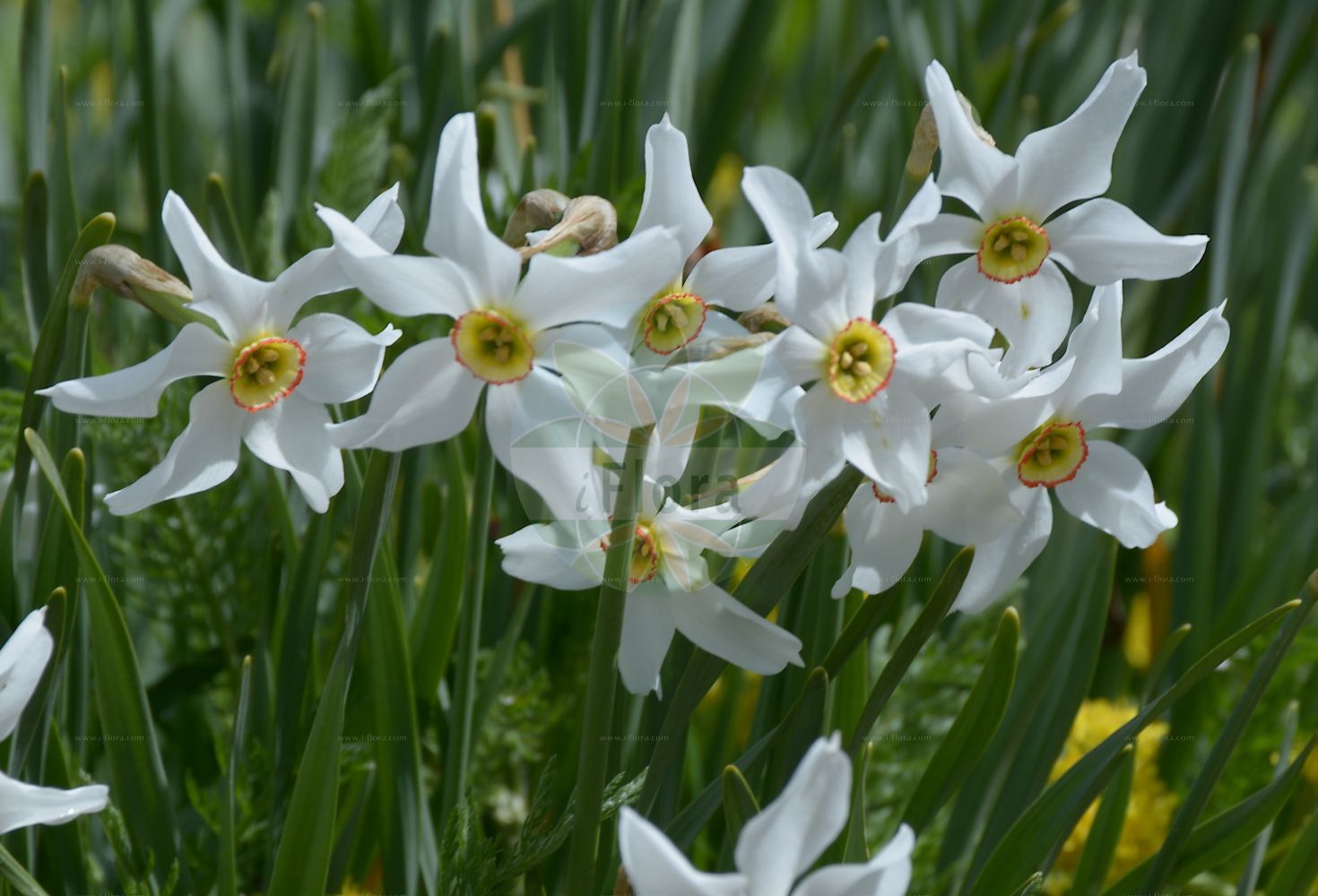 Foto von Narcissus poeticus (Garten-Narzisse - Pheasant's-eye Daffodil). Das Bild zeigt Bluete. Das Foto wurde in Station Alpine Joseph Fourier, Col du Lautaret, Auvergne-Rhône-Alpes, Frankreich aufgenommen. ---- Photo of Narcissus poeticus (Garten-Narzisse - Pheasant's-eye Daffodil). The image is showing flower. The picture was taken in Station Alpine Joseph Fourier, Col du Lautaret, Auvergne-Rhône-Alpes, France.(Narcissus poeticus,Garten-Narzisse,Pheasant's-eye Daffodil,Autogenes poeticus,Narcissus poeticus,Garten-Narzisse,Weisse Narzisse,Pheasant's-eye Daffodil,Daffodil,Pheasant's Eye Narcissus,Poet's Narcissus,White Daffodil,Narcissus,Narzisse,Daffodils,Amaryllidaceae,Narzissengewächse,Amaryllis family,Bluete,flower)