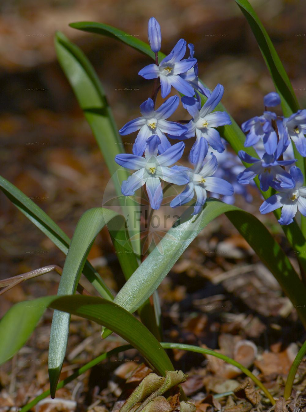 Foto von Agapanthus campanulatus. Das Bild zeigt Blatt und Bluete. Das Foto wurde in Göttingen, Niedersachsen, Deutschland aufgenommen. ---- Photo of Agapanthus campanulatus. The image is showing leaf and flower. The picture was taken in Goettingen, Lower Saxony, Germany.(Agapanthus campanulatus,Agapanthus,Amaryllidaceae,Narzissengewächse,Amaryllis family,Blatt,Bluete,leaf,flower)