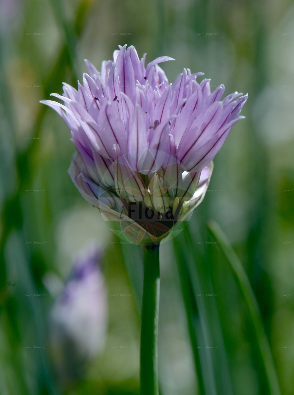 Foto von Allium ledebourianum. Das Bild zeigt Bluete. Das Foto wurde in Kopenhagen, Dänemark aufgenommen. ---- Photo of Allium ledebourianum. The image is showing flower. The picture was taken in Copenhagen, Denmark.(Allium ledebourianum,Allium,Lauch,Leek,Amaryllidaceae,Narzissengewächse,Amaryllis family,Bluete,flower)