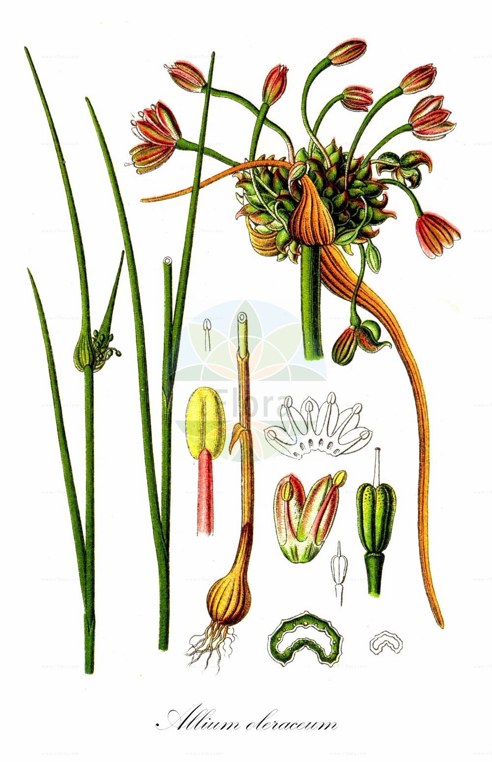 Historische Abbildung von Allium oleraceum (Gemüse-Lauch - Field Garlic). ---- Historical Drawing of Allium oleraceum (Gemüse-Lauch - Field Garlic).(Allium oleraceum,Gemüse-Lauch,Field Garlic,Allium complanatum,Allium intermedium,Allium oleraceum,Allium oxypetalum,Allium parviflorum,Allium scabrum,Allium virens,Cepa oleracea,Codonoprasum alpicola,Codonoprasum complanatum,Codonoprasum intermedium,Codonoprasum oleraceum,Codonoprasum viridiflorum,Porrum oleraceum,Raphione oleracea,Gemuese-Lauch,Glocken-Lauch,Field Garlic,Pot-herb Onion,Allium,Lauch,Leek,Amaryllidaceae,Narzissengewächse,Amaryllis family,Sturm (1796f))