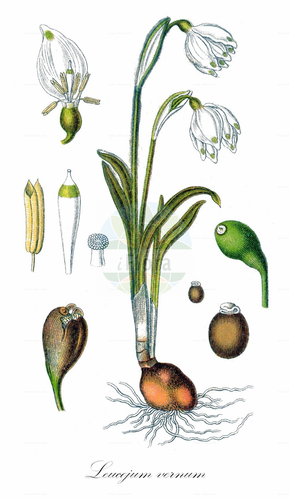Historische Abbildung von Leucojum vernum (Märzenbecher - Spring Snowflake). ---- Historical Drawing of Leucojum vernum (Märzenbecher - Spring Snowflake).(Leucojum vernum,Märzenbecher,Spring Snowflake,Erinosma verna,Galanthus vernus,Leucojum vernum,Nivaria verna,Maerzenbecher,Grosses Schneegloeckchen,Spring Snowflake,Leucojum,Knotenblume,Snowflake,Amaryllidaceae,Narzissengewächse,Amaryllis family,Sturm (1796f))