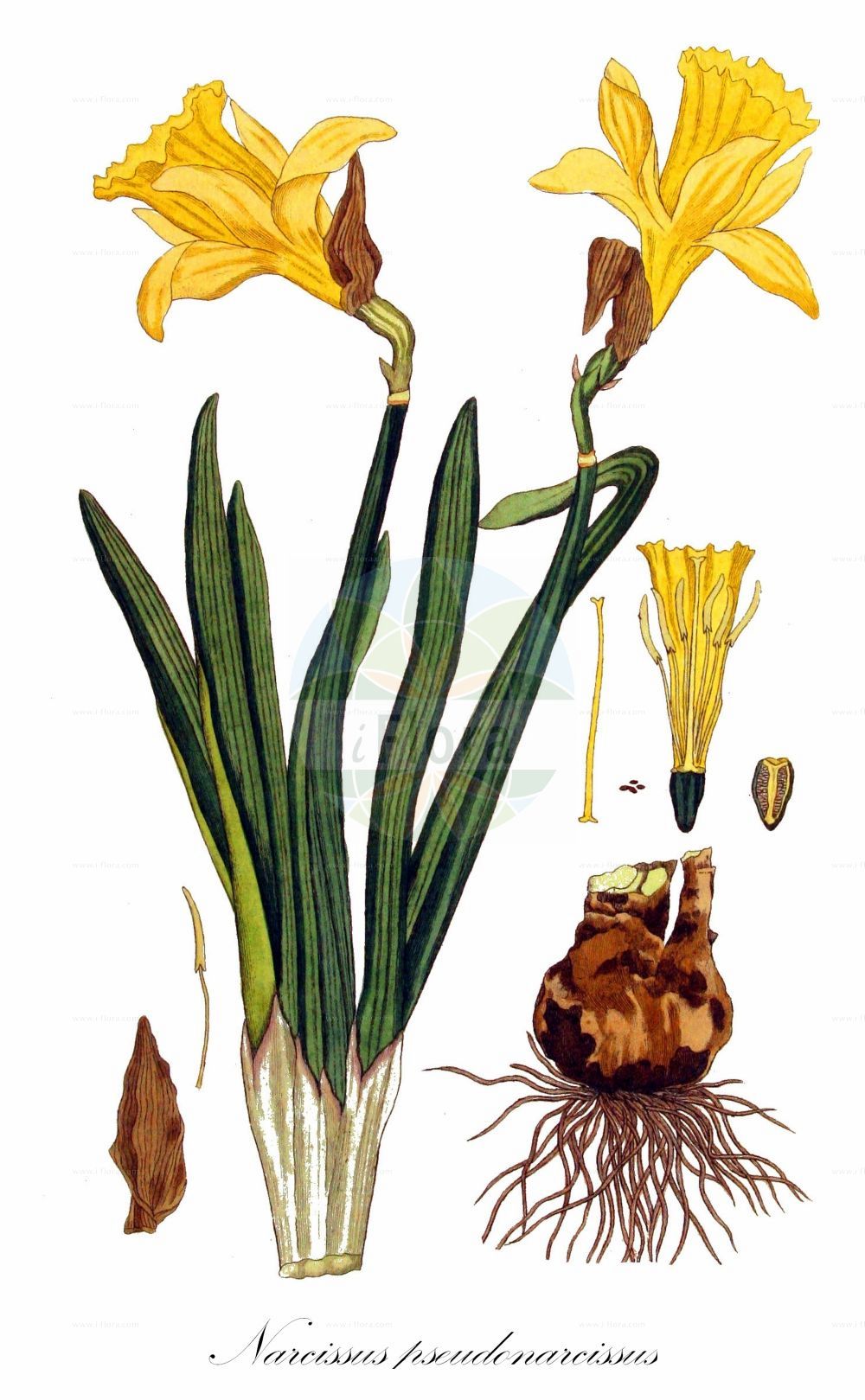 Historische Abbildung von Narcissus pseudonarcissus (Gelbe Narzisse - Spanish Daffodil). Das Bild zeigt Blatt, Bluete, Frucht und Same. ---- Historical Drawing of Narcissus pseudonarcissus (Gelbe Narzisse - Spanish Daffodil). The image is showing leaf, flower, fruit and seed.(Narcissus pseudonarcissus,Gelbe Narzisse,Spanish Daffodil,Ajax pseudonarcissus,Narcissus pseudonarcissus,Gelbe Narzisse,Spanish Daffodil,Daffodil,Lent Lily,Wild Daffodil,Wild Lent Lily,Wild Narcissus,Yellow Daffodil,Narcissus,Narzisse,Daffodils,Amaryllidaceae,Narzissengewächse,Amaryllis family,Blatt,Bluete,Frucht,Same,leaf,flower,fruit,seed,Kops (1800-1934))