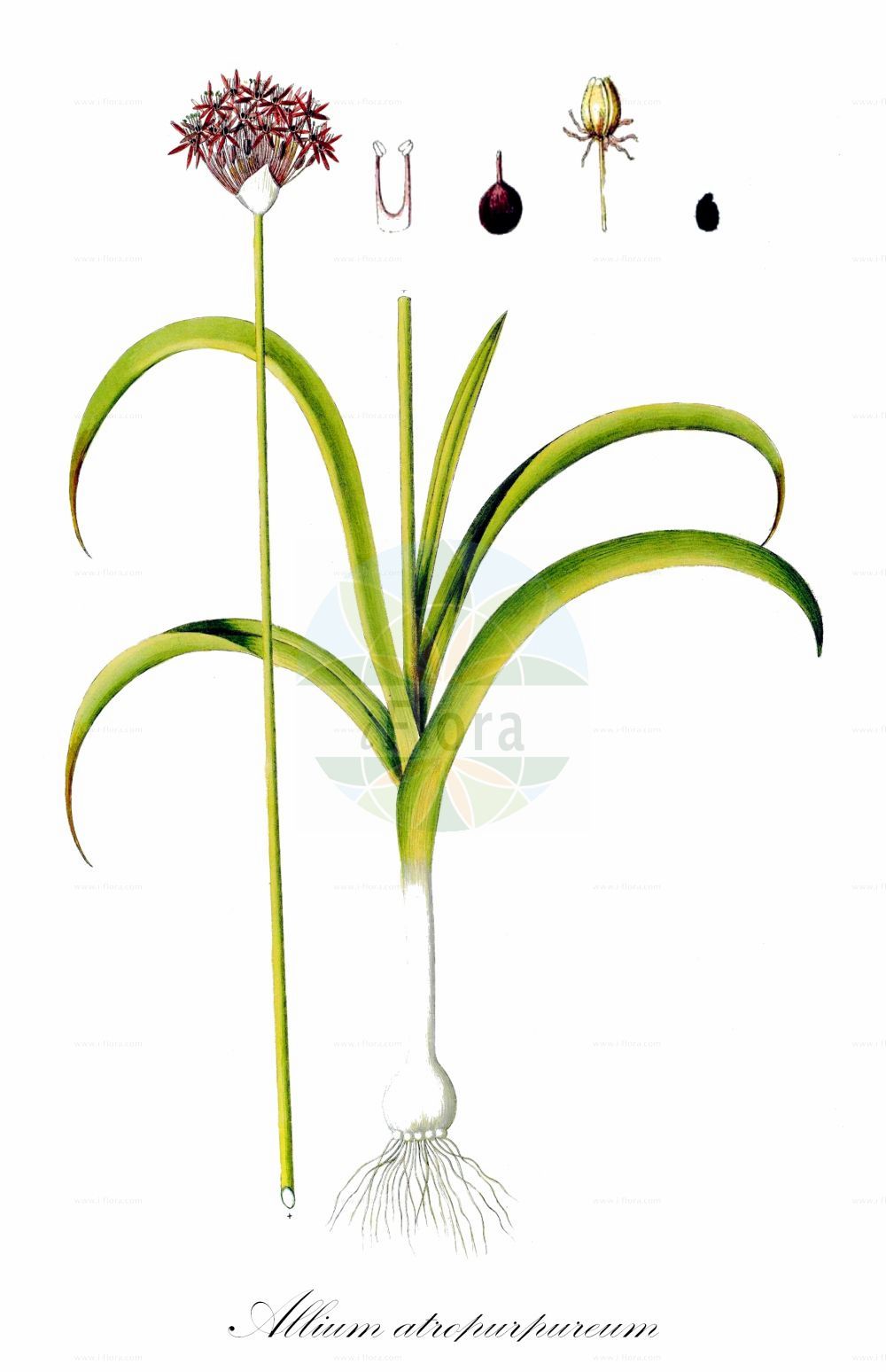 Historische Abbildung von Allium atropurpureum (Schwarzroter Lauch). Das Bild zeigt Blatt, Bluete, Frucht und Same. ---- Historical Drawing of Allium atropurpureum (Schwarzroter Lauch). The image is showing leaf, flower, fruit and seed.(Allium atropurpureum,Schwarzroter Lauch,Allium atropurpureum,Allium nigrum var. atropurpureum,Schwarzroter Lauch,Allium,Lauch,Leek,Amaryllidaceae,Narzissengewächse,Amaryllis family,Blatt,Bluete,Frucht,Same,leaf,flower,fruit,seed,Waldstein-Wartenberg & Kitaibel (1799-1812))