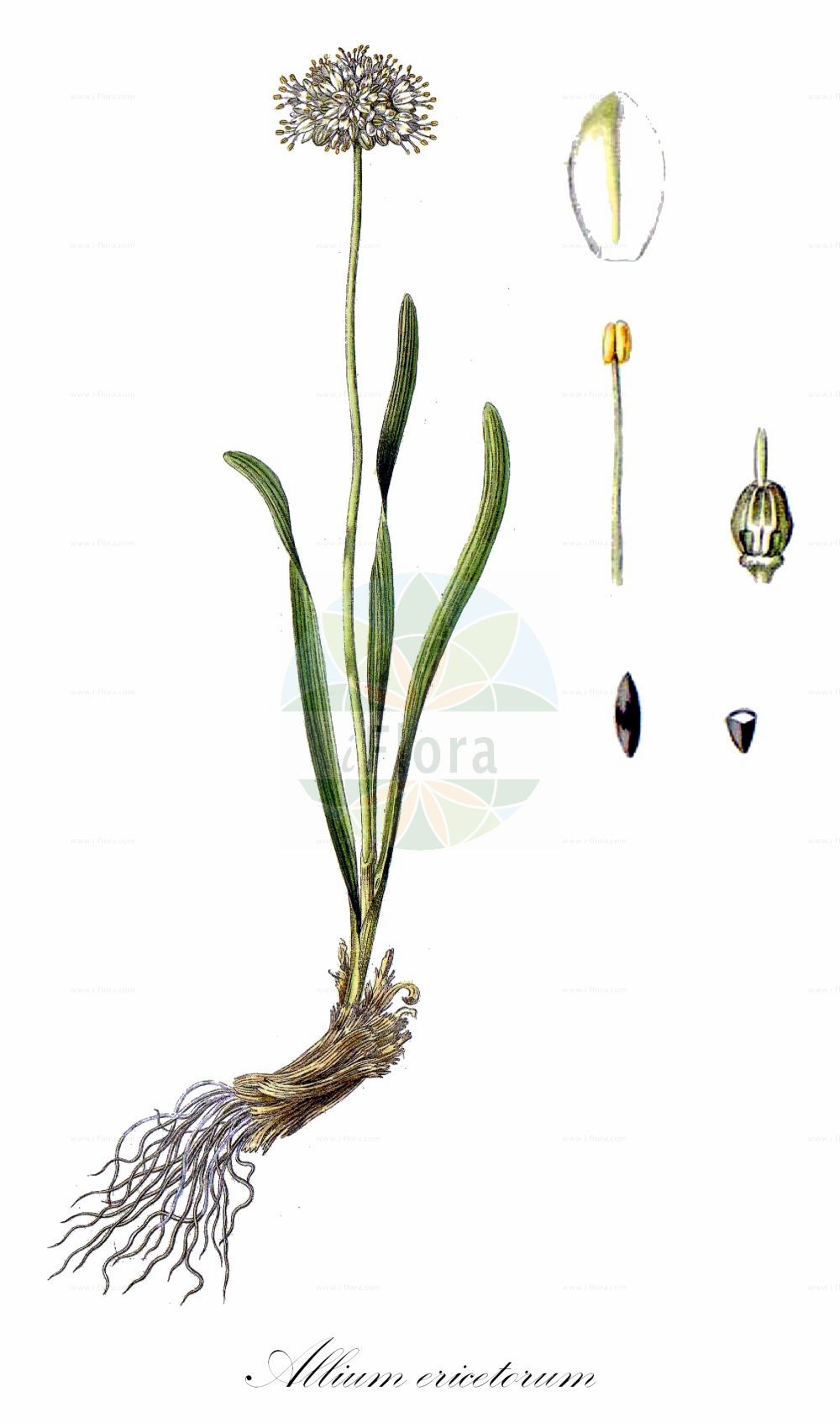 Historische Abbildung von Allium ericetorum. Das Bild zeigt Blatt, Bluete, Frucht und Same. ---- Historical Drawing of Allium ericetorum. The image is showing leaf, flower, fruit and seed.(Allium ericetorum,Allium ericetorum,Allium graminifolium,Allium haussmannii,Allium pseudo-ochroleucum,Allium szurulense,Allium xanthicum,Allium,Lauch,Leek,Amaryllidaceae,Narzissengewächse,Amaryllis family,Blatt,Bluete,Frucht,Same,leaf,flower,fruit,seed,Waldstein-Wartenberg & Kitaibel (1799-1812))
