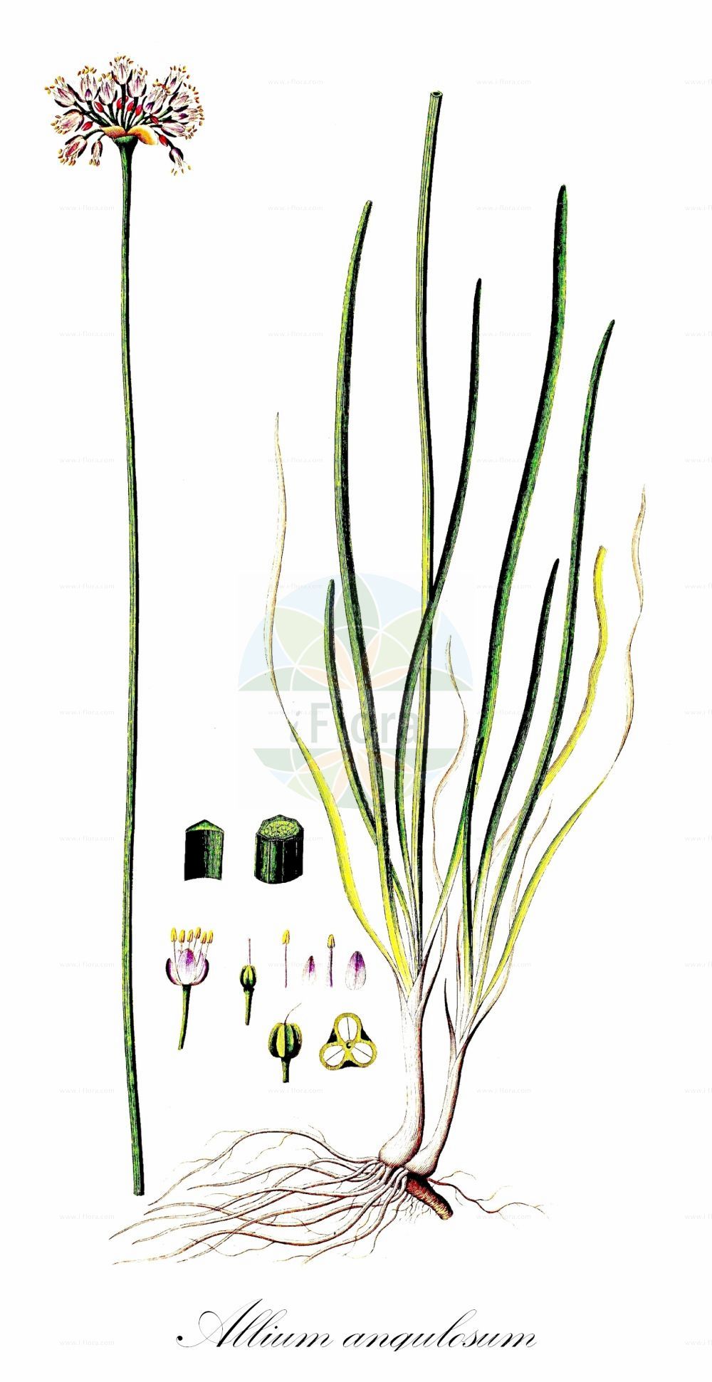 Historische Abbildung von Allium angulosum (Kantiger Lauch - Angle Onion). Das Bild zeigt Blatt, Bluete, Frucht und Same. ---- Historical Drawing of Allium angulosum (Kantiger Lauch - Angle Onion). The image is showing leaf, flower, fruit and seed.(Allium angulosum,Kantiger Lauch,Angle Onion,Allium angulare,Allium angulatum,Allium angulosum,Allium laxum,Cepa angulosa,Maligia fastigiata,Xylorhiza angulosa,Kantiger Lauch,Angle Onion,Mouse Garlic,Allium,Lauch,Leek,Amaryllidaceae,Narzissengewächse,Amaryllis family,Blatt,Bluete,Frucht,Same,leaf,flower,fruit,seed,Oeder (1761-1883))