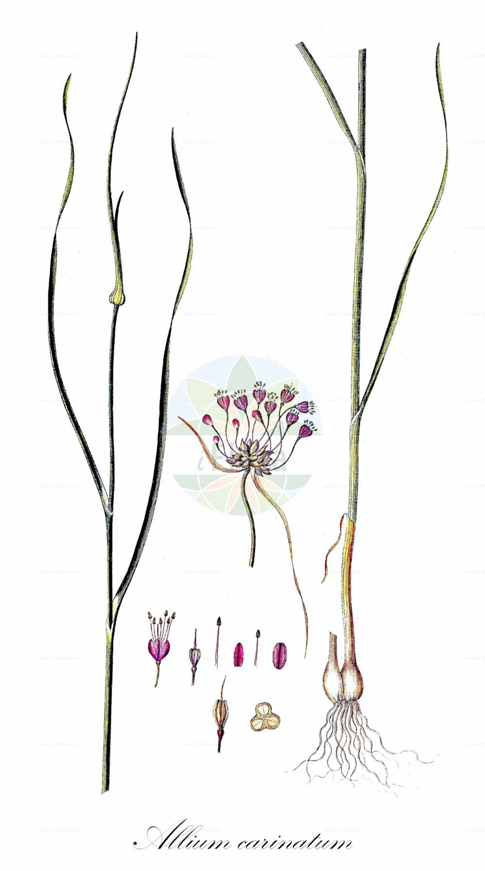Historische Abbildung von Allium carinatum (Gekielter Lauch - Keeled Garlic). Das Bild zeigt Blatt, Bluete, Frucht und Same. ---- Historical Drawing of Allium carinatum (Gekielter Lauch - Keeled Garlic). The image is showing leaf, flower, fruit and seed.(Allium carinatum,Gekielter Lauch,Keeled Garlic,Aglitheis carinata,Allium carinatum,Cepa carinata,Codonoprasum carinatum,Raphione carinata,Gekielter Lauch,findekeinenNamen,Keeled Garlic,Keeled Onion,Allium,Lauch,Leek,Amaryllidaceae,Narzissengewächse,Amaryllis family,Blatt,Bluete,Frucht,Same,leaf,flower,fruit,seed,Oeder (1761-1883))