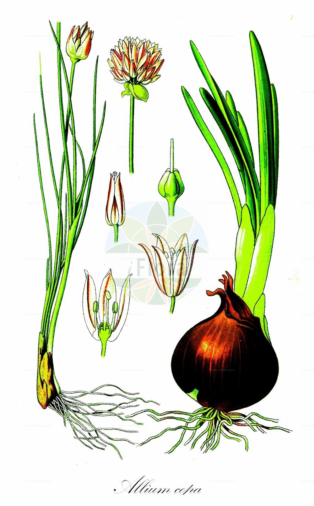 Historische Abbildung von Allium cepa (Küchenzwiebel - Onion). Das Bild zeigt Blatt, Bluete, Frucht und Same. ---- Historical Drawing of Allium cepa (Küchenzwiebel - Onion). The image is showing leaf, flower, fruit and seed.(Allium cepa,Küchenzwiebel,Onion,Allium angolense,Allium aobanum,Allium ascalonicum,Allium cepa,Allium cepaeum,Allium commune,Allium cumaria,Allium esculentum,Allium napus,Allium nigritanum,Allium pauciflorum,Allium salota,Ascalonicum sativum,Cepa alba,Cepa esculenta,Cepa pallens,Cepa rubra,Cepa vulgaris,Kepa esculenta,Porrum cepa,Kuechenzwiebel,Sommer-Zwiebel,Onion,Common Onion,Garden Onion,Scallion,Allium,Lauch,Leek,Amaryllidaceae,Narzissengewächse,Amaryllis family,Blatt,Bluete,Frucht,Same,leaf,flower,fruit,seed,Thomé (1885))