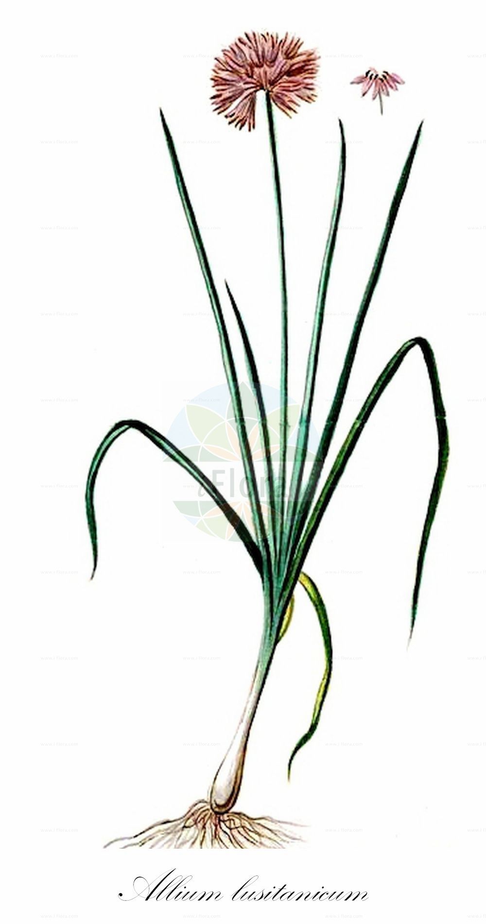 Historische Abbildung von Allium lusitanicum (Berg-Lauch - Broadleaf Chives). Das Bild zeigt Blatt, Bluete, Frucht und Same. ---- Historical Drawing of Allium lusitanicum (Berg-Lauch - Broadleaf Chives). The image is showing leaf, flower, fruit and seed.(Allium lusitanicum,Berg-Lauch,Broadleaf Chives,Allium acutangulum,Allium fallax,Allium fallens,Allium leptophyllum,Allium lusitanicum,Allium petraeum,Allium senescens subsp. montanum,Berg-Lauch,Broadleaf Chives,Portuguese Onion,German Garlic,Allium,Lauch,Leek,Amaryllidaceae,Narzissengewächse,Amaryllis family,Blatt,Bluete,Frucht,Same,leaf,flower,fruit,seed,Bonelli (1771-1793))