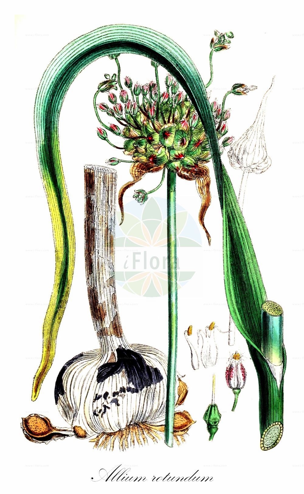 Historische Abbildung von Allium rotundum (Rundköpfiger Lauch - Purple-flower Garlic). Das Bild zeigt Blatt, Bluete, Frucht und Same. ---- Historical Drawing of Allium rotundum (Rundköpfiger Lauch - Purple-flower Garlic). The image is showing leaf, flower, fruit and seed.(Allium rotundum,Rundköpfiger Lauch,Purple-flower Garlic,Allium ampeloprasum,Allium baumannianum,Allium cambiasii,Allium cilicicum,Allium descendens,Allium erectum,Allium gracilescens,Allium jajlae,Allium paterfamilias,Allium porphyroprasum,Allium preslianum,Allium rotundifolium,Allium rotundum,Allium rubellum,Allium rubicundum,Allium scariosum,Allium tmoleum,Allium waldsteinianum,Allium waldsteinii,Porrum polyanthum,Porrum rotundum,Rundkoepfiger Lauch,Purple-flower Garlic,Allium,Lauch,Leek,Amaryllidaceae,Narzissengewächse,Amaryllis family,Blatt,Bluete,Frucht,Same,leaf,flower,fruit,seed,Sowerby (1790-1813))