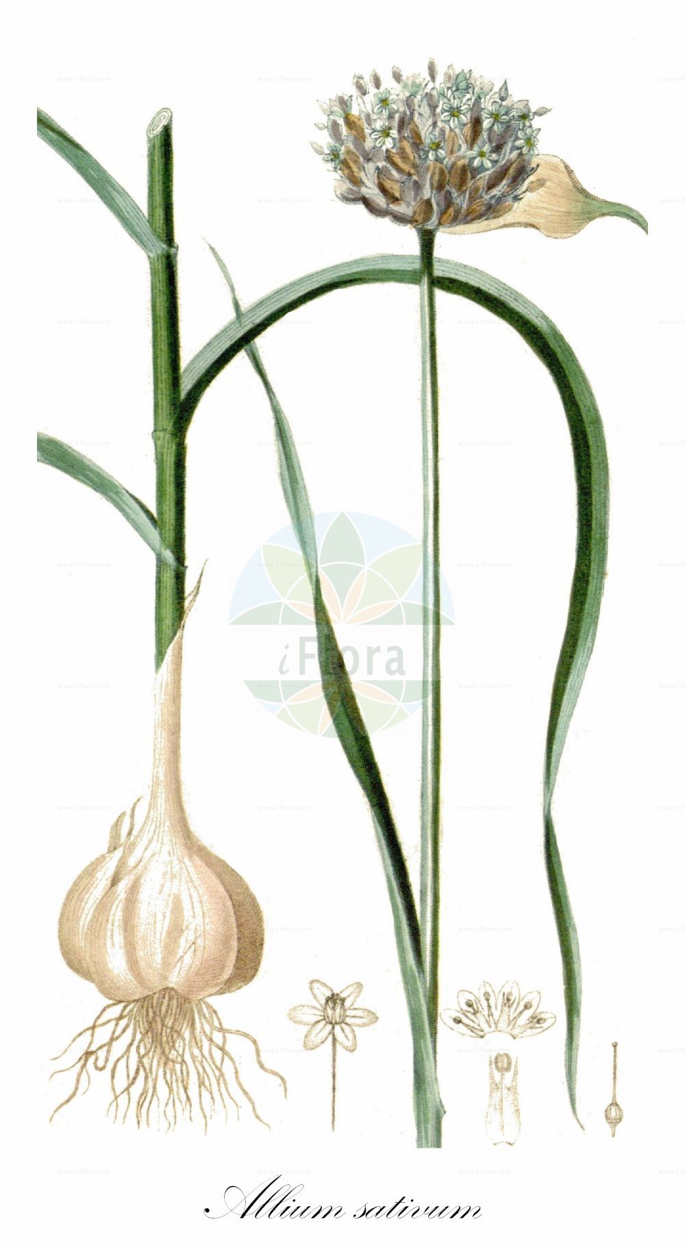 Historische Abbildung von Allium sativum (Knoblauch - Garlic). Das Bild zeigt Blatt, Bluete, Frucht und Same. ---- Historical Drawing of Allium sativum (Knoblauch - Garlic). The image is showing leaf, flower, fruit and seed.(Allium sativum,Knoblauch,Garlic,Allium arenarium,Allium longicuspis,Allium ophioscorodon,Allium pekinense,Allium sativum,Porrum ophioscorodon,Porrum sativum,Knoblauch,Natter-Knoblauch,Unechte Perlzwiebel,Garlic,Cultivated Garlic,Allium,Lauch,Leek,Amaryllidaceae,Narzissengewächse,Amaryllis family,Blatt,Bluete,Frucht,Same,leaf,flower,fruit,seed,Chaumeton (1814f))