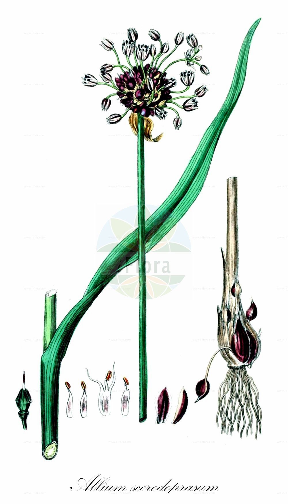 Historische Abbildung von Allium scorodoprasum (Runder Lauch - Sand Leek). Das Bild zeigt Blatt, Bluete, Frucht und Same. ---- Historical Drawing of Allium scorodoprasum (Runder Lauch - Sand Leek). The image is showing leaf, flower, fruit and seed.(Allium scorodoprasum,Runder Lauch,Sand Leek,Allium contortum,Allium neglectum,Allium obscurum,Allium persicum,Allium scorodoprasum,Allium violaceum,Ascalonicum scorodoprasum,Porrum arenarium,Porrum scorodoprasum,Runder Lauch,Gras-Lauch,Wilder Porree,Sand Leek,Giant Garlic,Rocambole,Sand Garlic,Spanish Garlic,Allium,Lauch,Leek,Amaryllidaceae,Narzissengewächse,Amaryllis family,Blatt,Bluete,Frucht,Same,leaf,flower,fruit,seed,Sowerby (1790-1813))