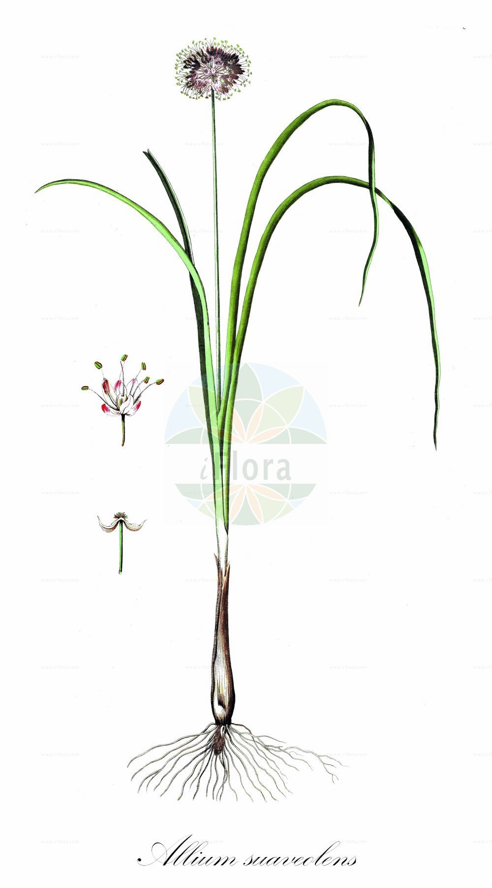 Historische Abbildung von Allium suaveolens (Wohlriechender Lauch - Fragant Onion). Das Bild zeigt Blatt, Bluete, Frucht und Same. ---- Historical Drawing of Allium suaveolens (Wohlriechender Lauch - Fragant Onion). The image is showing leaf, flower, fruit and seed.(Allium suaveolens,Wohlriechender Lauch,Fragant Onion,Allium appendiculatum,Allium suaveolens,Endotis pyrenaica,Wohlriechender Lauch,Duft-Lauch,Fragant Onion,Allium,Lauch,Leek,Amaryllidaceae,Narzissengewächse,Amaryllis family,Blatt,Bluete,Frucht,Same,leaf,flower,fruit,seed)