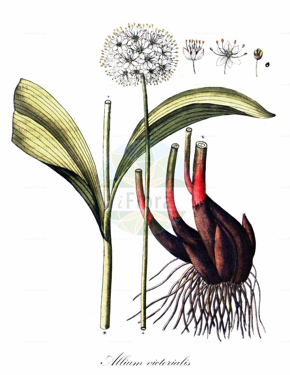 Historische Abbildung von Allium victorialis (Allermannsharnisch - Alpine Leek). Das Bild zeigt Blatt, Bluete, Frucht und Same. ---- Historical Drawing of Allium victorialis (Allermannsharnisch - Alpine Leek). The image is showing leaf, flower, fruit and seed.(Allium victorialis,Allermannsharnisch,Alpine Leek,Allium anguinum,Allium convallarifolium,Allium longibulbum,Allium plantaginense,Allium plantagineum,Allium victorialis,Anguinum victorialis,Berenice victorialis,Cepa victorialis,Geboscon lanceolatum,Geboscon triphylum,Loncostemon victoriale,Allermannsharnisch,Siegwurz-Lauch,Alpine Leek,Victory Onion,Serpent's Garlic,Victory Leek,Allium,Lauch,Leek,Amaryllidaceae,Narzissengewächse,Amaryllis family,Blatt,Bluete,Frucht,Same,leaf,flower,fruit,seed,Vietz (1800-1822))
