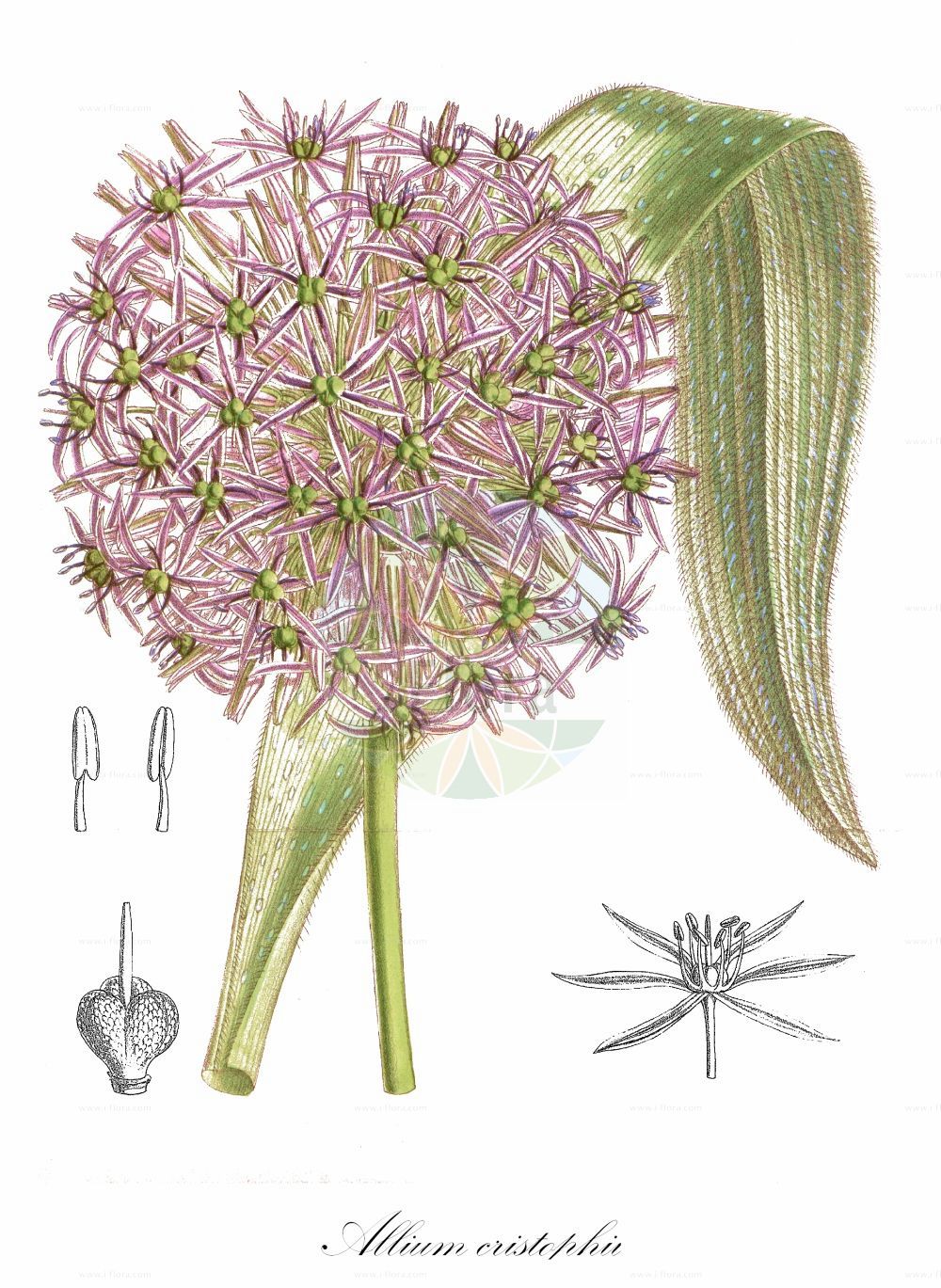 Historische Abbildung von Allium cristophii (Sternkugel-Lauch). Das Bild zeigt Blatt, Bluete, Frucht und Same. ---- Historical Drawing of Allium cristophii (Sternkugel-Lauch). The image is showing leaf, flower, fruit and seed.(Allium cristophii,Sternkugel-Lauch,Allium albopilosum,Allium bodeanum,Allium cristophii,Allium walteri,Sternkugel-Lauch,Allium,Lauch,Leek,Amaryllidaceae,Narzissengewächse,Amaryllis family,Blatt,Bluete,Frucht,Same,leaf,flower,fruit,seed)