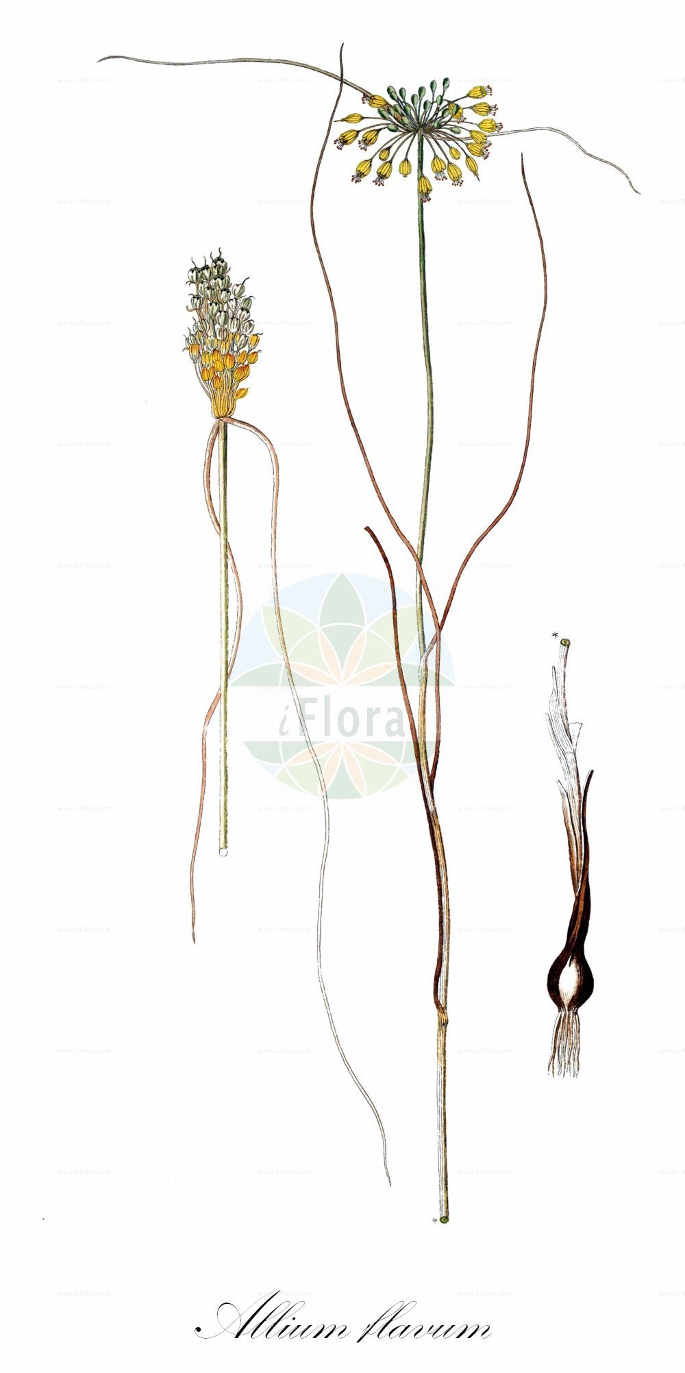 Historische Abbildung von Allium flavum. Das Bild zeigt Blatt, Bluete, Frucht und Same. ---- Historical Drawing of Allium flavum. The image is showing leaf, flower, fruit and seed.(Allium flavum,Allium flavum,Cepa flava,Codonoprasum flavum,Kalabotis flavum,Allium,Lauch,Leek,Amaryllidaceae,Narzissengewächse,Amaryllis family,Blatt,Bluete,Frucht,Same,leaf,flower,fruit,seed)
