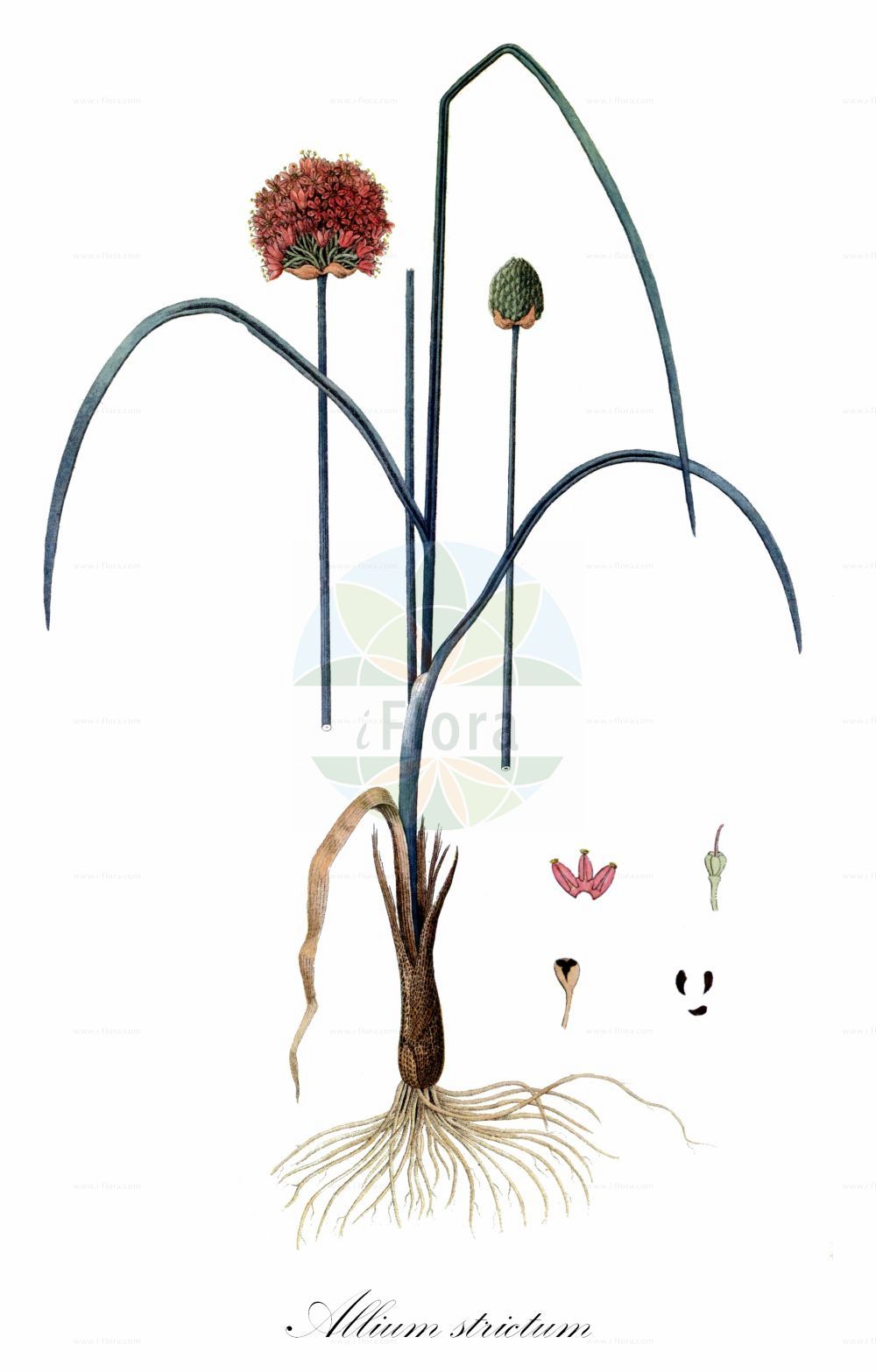 Historische Abbildung von Allium strictum (Steifer Lauch - Rigid Onion). Das Bild zeigt Blatt, Bluete, Frucht und Same. ---- Historical Drawing of Allium strictum (Steifer Lauch - Rigid Onion). The image is showing leaf, flower, fruit and seed.(Allium strictum,Steifer Lauch,Rigid Onion,Allium angustum,Allium microcephalum,Allium reticulatum,Allium strictum,Allium suaveolens,Allium volhynicum,Porrum strictum,Steifer Lauch,Rigid Onion,Allium,Lauch,Leek,Amaryllidaceae,Narzissengewächse,Amaryllis family,Blatt,Bluete,Frucht,Same,leaf,flower,fruit,seed,Schrader (1809-1811))