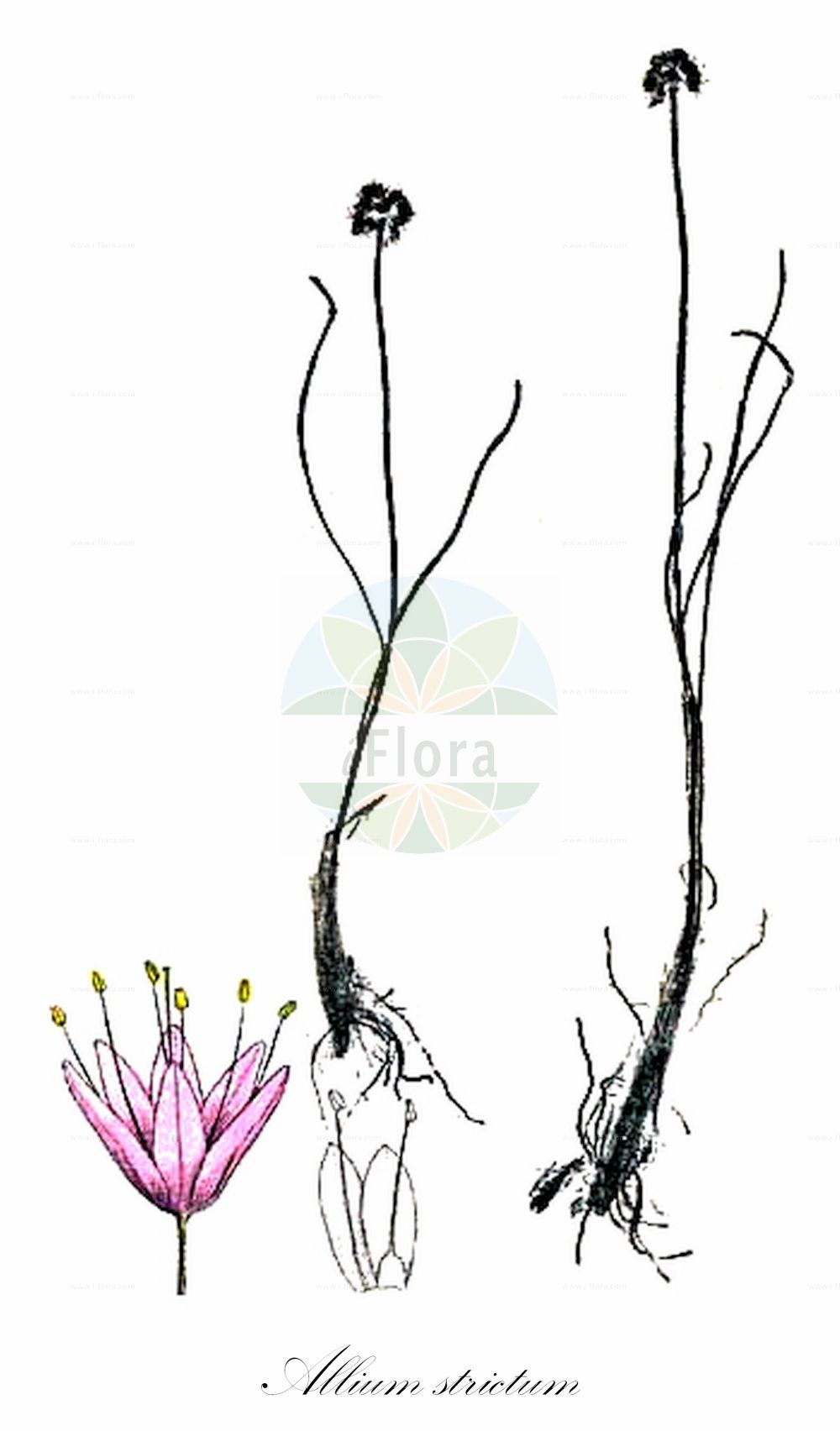 Historische Abbildung von Allium strictum (Steifer Lauch - Rigid Onion). Das Bild zeigt Blatt, Bluete, Frucht und Same. ---- Historical Drawing of Allium strictum (Steifer Lauch - Rigid Onion). The image is showing leaf, flower, fruit and seed.(Allium strictum,Steifer Lauch,Rigid Onion,Allium angustum,Allium microcephalum,Allium reticulatum,Allium strictum,Allium suaveolens,Allium volhynicum,Porrum strictum,Steifer Lauch,Rigid Onion,Allium,Lauch,Leek,Amaryllidaceae,Narzissengewächse,Amaryllis family,Blatt,Bluete,Frucht,Same,leaf,flower,fruit,seed,Cusin & Ansberque (1876))