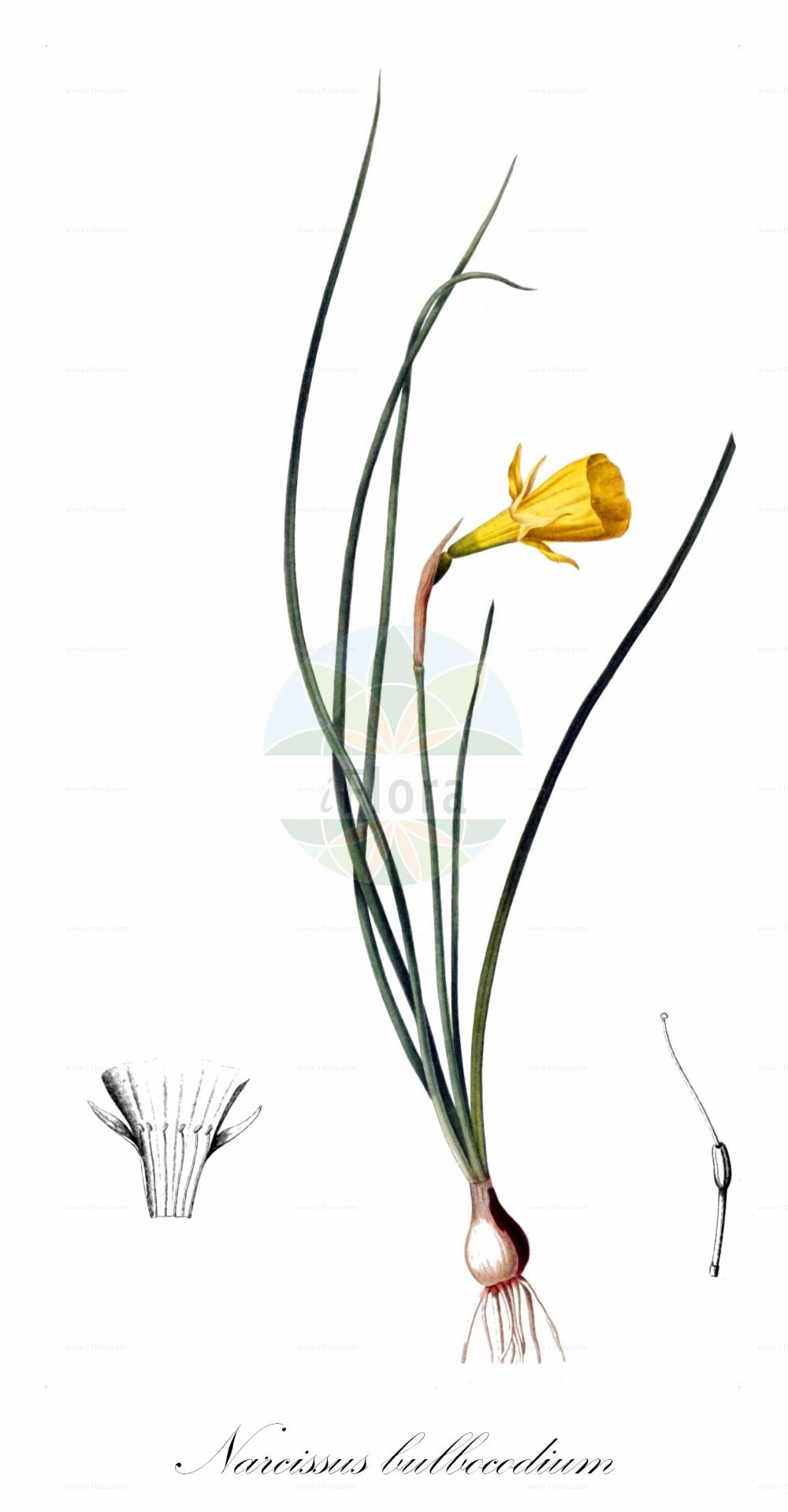 Historische Abbildung von Narcissus bulbocodium (Reifrock-Narzisse - Hoop-petticoat Daffodil). Das Bild zeigt Blatt, Bluete, Frucht und Same. ---- Historical Drawing of Narcissus bulbocodium (Reifrock-Narzisse - Hoop-petticoat Daffodil). The image is showing leaf, flower, fruit and seed.(Narcissus bulbocodium,Reifrock-Narzisse,Hoop-petticoat Daffodil,Corbularia bulbocodium,Narcissus bulbocodium,Narcissus bulbocodium var. genuinus,Reifrock-Narzisse,Hoop-petticoat Daffodil,Hoop Petticoat,Petticoat Daffodil,Jonquil,Narcissus,Narzisse,Daffodils,Amaryllidaceae,Narzissengewächse,Amaryllis family,Blatt,Bluete,Frucht,Same,leaf,flower,fruit,seed)