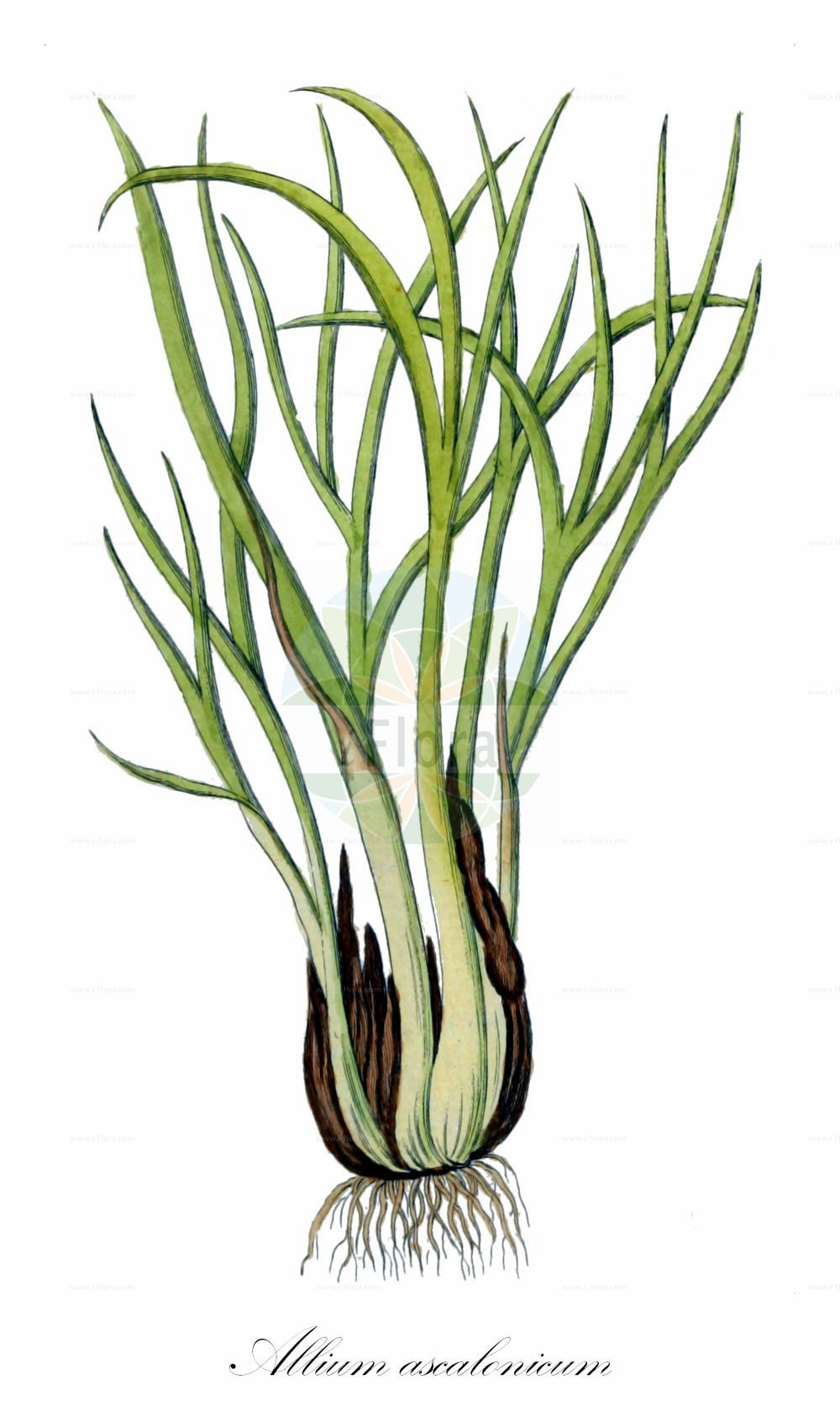 Historische Abbildung von Allium ascalonicum (Schalotte - Potato Onion). Das Bild zeigt Blatt, Bluete, Frucht und Same. ---- Historical Drawing of Allium ascalonicum (Schalotte - Potato Onion). The image is showing leaf, flower, fruit and seed.(Allium ascalonicum,Schalotte,Potato Onion,Allium ascalonicum,Allium fissile,Allium hierochuntinum,Cepa ascalonica,Porrum ascalonicum,Schalotte,Potato Onion,Wild Onion,Shallot,Allium,Lauch,Leek,Amaryllidaceae,Narzissengewächse,Amaryllis family,Blatt,Bluete,Frucht,Same,leaf,flower,fruit,seed,Oskamp et al. (1796-1800))