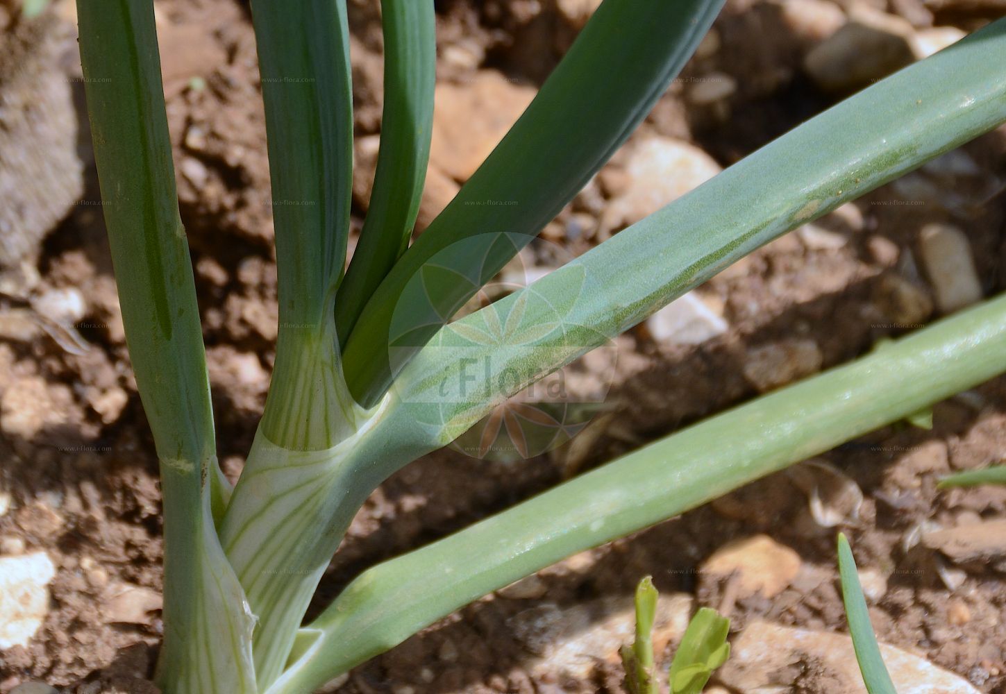 Foto von Allium cepa (Küchenzwiebel - Onion). Das Bild zeigt Zweig und Blatt. Das Foto wurde in Dijon, Burgund, Frankreich aufgenommen. ---- Photo of Allium cepa (Küchenzwiebel - Onion). The image is showing twig and leaf. The picture was taken in Dijon, Burgundy, France.(Allium cepa,Küchenzwiebel,Onion,Allium angolense,Allium aobanum,Allium ascalonicum,Allium cepa,Allium cepaeum,Allium commune,Allium cumaria,Allium esculentum,Allium napus,Allium nigritanum,Allium pauciflorum,Allium salota,Ascalonicum sativum,Cepa alba,Cepa esculenta,Cepa pallens,Cepa rubra,Cepa vulgaris,Kepa esculenta,Porrum cepa,Kuechenzwiebel,Sommer-Zwiebel,Onion,Common Onion,Garden Onion,Scallion,Allium,Lauch,Leek,Amaryllidaceae,Narzissengewächse,Amaryllis family,Zweig,Blatt,twig,leaf)