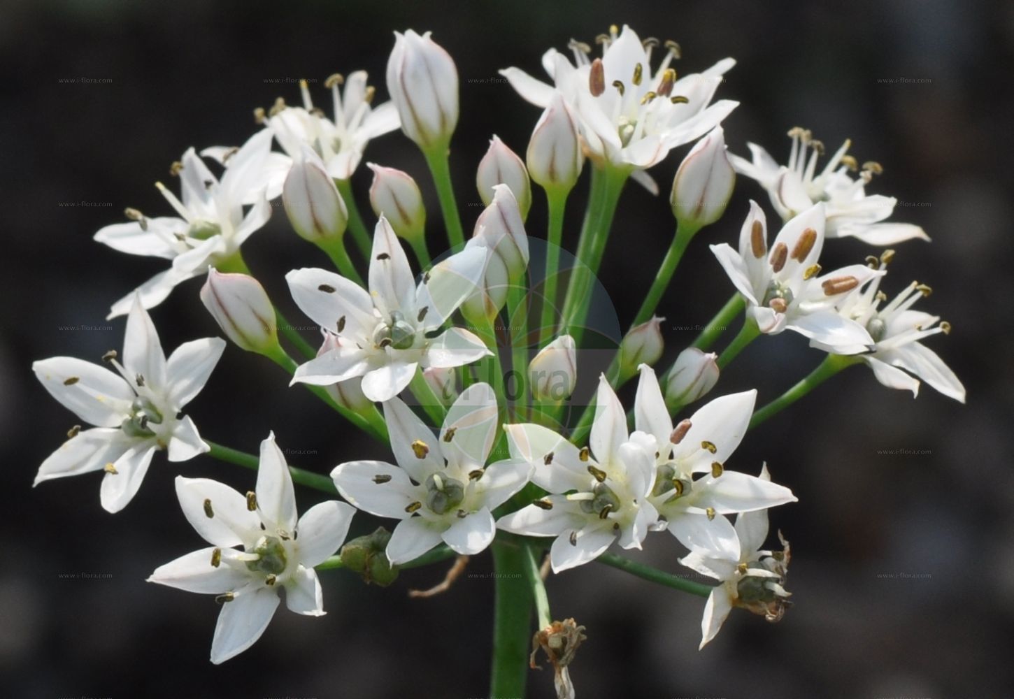 Foto von Allium tuberosum (Knoblauch-Schnittlauch - Chinese Chives). Das Bild zeigt Bluete. ---- Photo of Allium tuberosum (Knoblauch-Schnittlauch - Chinese Chives). The image is showing flower.(Allium tuberosum,Knoblauch-Schnittlauch,Chinese Chives,Allium argyi,Allium chinense,Allium clarkei,Allium roxburghii,Allium sulvia,Allium tuberosum,Allium uliginosum,Allium yezoense,Nothoscordum sulvia,Knoblauch-Schnittlauch,Chinese Chives,Oriental Garlic,Allium,Lauch,Leek,Amaryllidaceae,Narzissengewächse,Amaryllis family,Bluete,flower)