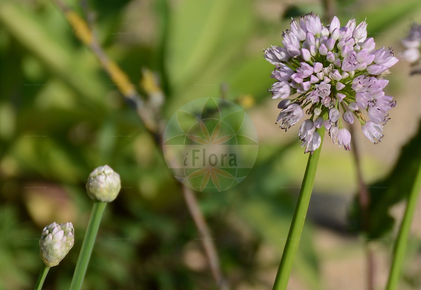 Foto von Allium lusitanicum (Berg-Lauch - Broadleaf Chives). Das Bild zeigt Bluete. Das Foto wurde in Berlin, Deutschland aufgenommen. ---- Photo of Allium lusitanicum (Berg-Lauch - Broadleaf Chives). The image is showing flower. The picture was taken in Berlin, Germany.(Allium lusitanicum,Berg-Lauch,Broadleaf Chives,Allium acutangulum,Allium fallax,Allium fallens,Allium leptophyllum,Allium lusitanicum,Allium petraeum,Allium senescens subsp. montanum,Berg-Lauch,Broadleaf Chives,Portuguese Onion,German Garlic,Allium,Lauch,Leek,Amaryllidaceae,Narzissengewächse,Amaryllis family,Bluete,flower)