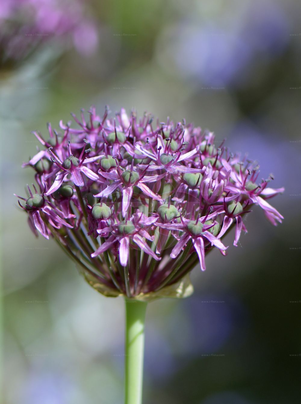 Foto von Allium carinatum subsp. pulchellum (Schöner Lauch - Handsome Garlic). Das Foto wurde in Kiel, Schleswig-Holstein, Deutschland aufgenommen. ---- Photo of Allium carinatum subsp. pulchellum (Schöner Lauch - Handsome Garlic). The picture was taken in Kiel, Schleswig-Holstein, Germany.(Allium carinatum subsp. pulchellum,Schöner Lauch,Handsome Garlic,Codonoprasum pulchellum,Schoener Lauch,Handsome Garlic,Allium,Lauch,Leek,Amaryllidaceae,Narzissengewächse,Amaryllis family)
