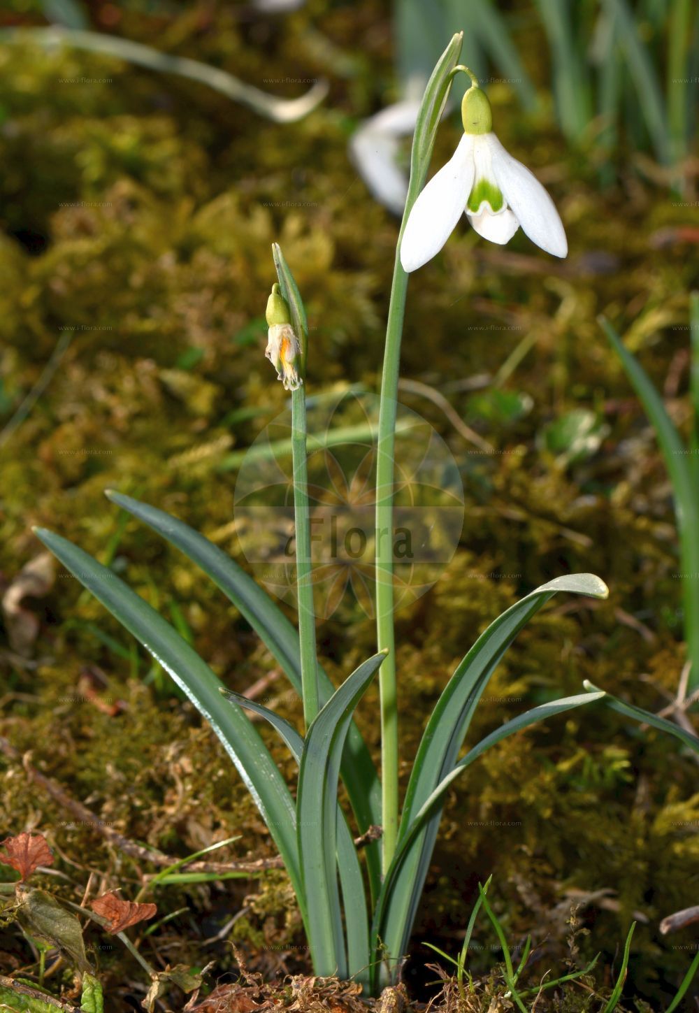 Foto von Galanthus nivalis (Kleines Schneeglöckchen - Snowdrop). ---- Photo of Galanthus nivalis (Kleines Schneeglöckchen - Snowdrop).(Galanthus nivalis,Kleines Schneeglöckchen,Snowdrop,Chianthemum nivale,Galanthus alexandri,Galanthus imperati,Galanthus melvillei,Galanthus montanus,Galanthus nivalis,Galanthus scharlokii,Galanthus umbricus,Kleines Schneegloeckchen,Snowdrop,Common Snowdrop,Snow Flower,Galanthus,Schneeglöckchen,Snowdrop,Amaryllidaceae,Narzissengewächse,Amaryllis family)