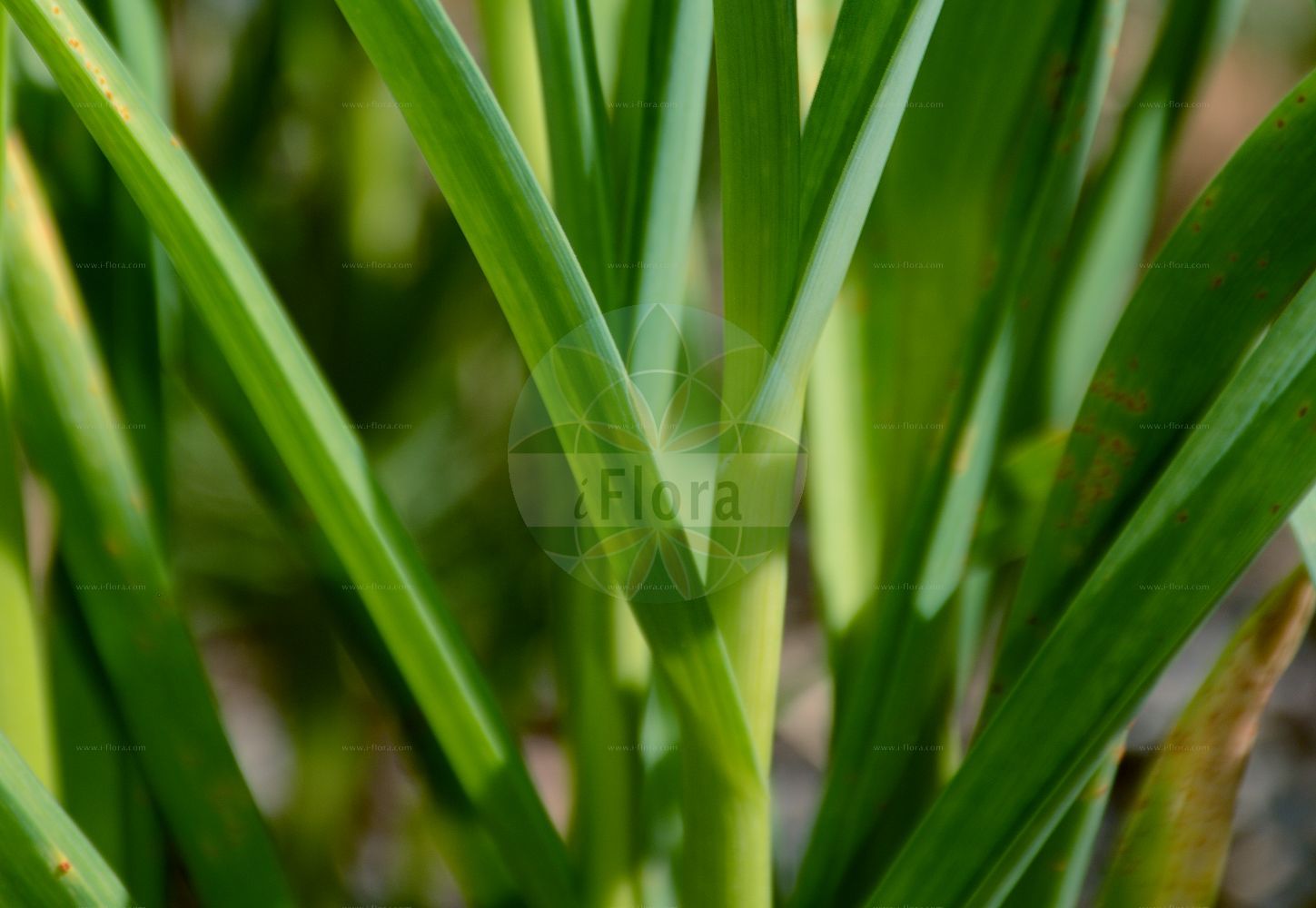 Foto von Allium oleraceum (Gemüse-Lauch - Field Garlic). Das Foto wurde in Besancon, Bourgogne-Franche-Comté (Präfektur), Frankreich aufgenommen. ---- Photo of Allium oleraceum (Gemüse-Lauch - Field Garlic). The picture was taken in Besançon, Bourgogne-Franche-Comté.(Allium oleraceum,Gemüse-Lauch,Field Garlic,Allium complanatum,Allium intermedium,Allium oleraceum,Allium oxypetalum,Allium parviflorum,Allium scabrum,Allium virens,Cepa oleracea,Codonoprasum alpicola,Codonoprasum complanatum,Codonoprasum intermedium,Codonoprasum oleraceum,Codonoprasum viridiflorum,Porrum oleraceum,Raphione oleracea,Gemuese-Lauch,Glocken-Lauch,Field Garlic,Pot-herb Onion,Allium,Lauch,Leek,Amaryllidaceae,Narzissengewächse,Amaryllis family)
