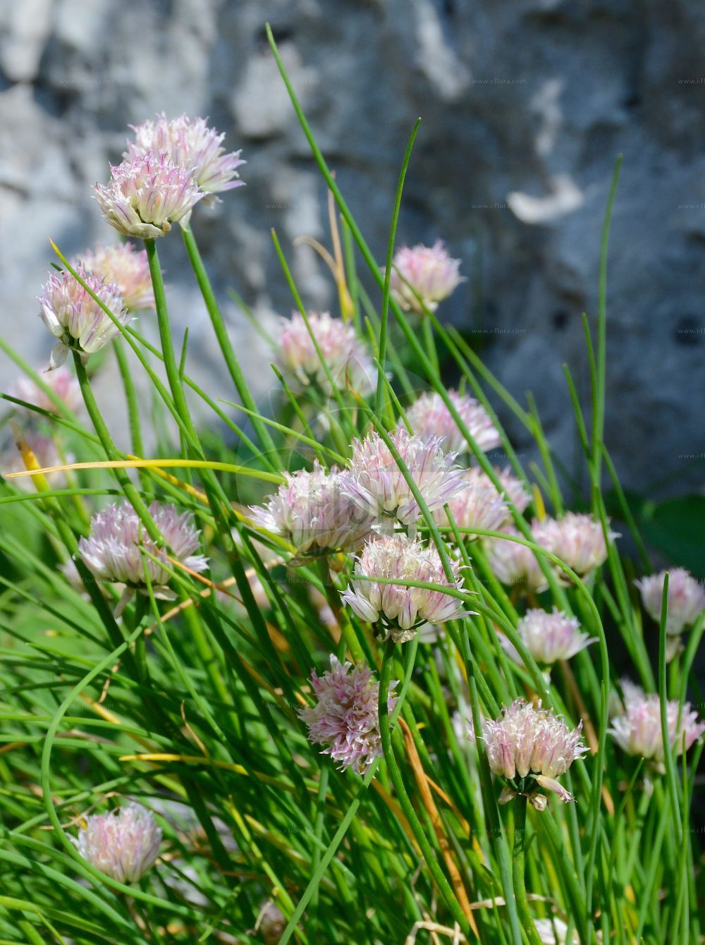 Foto von Allium schoenoprasum (Gewöhnlicher Schnitt-Lauch - Chives). Das Foto wurde in La Rambertina, Waadt, Schweiz aufgenommen. ---- Photo of Allium schoenoprasum (Gewöhnlicher Schnitt-Lauch - Chives). The picture was taken in La Rambertina, Vaud, Switzerland.(Allium schoenoprasum,Gewöhnlicher Schnitt-Lauch,Chives,Allium schoenoprasum,Ascalonicum schoenoprasum,Cepa schoenoprasa,Porrum schoenoprasum,Porrum sibiricum,Schoenissa schoenoprasa,Schoenoprasum vulgare,Gewoehnlicher Schnitt-Lauch,Chives,Wild Chives,Allium,Lauch,Leek,Amaryllidaceae,Narzissengewächse,Amaryllis family)