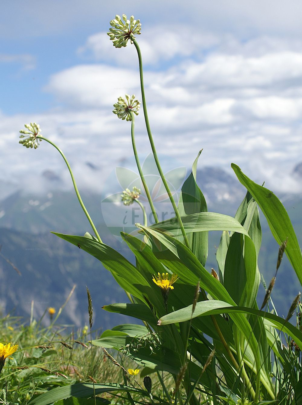 Foto von Allium victorialis (Allermannsharnisch - Alpine Leek). Das Foto wurde in Kleinwalsertal, Mittelberg, Vorarlberg, Österreich, Alpen aufgenommen. ---- Photo of Allium victorialis (Allermannsharnisch - Alpine Leek). The picture was taken in Kleinwalsertal, Mittelberg, Vorarlberg, Austria, Alps.(Allium victorialis,Allermannsharnisch,Alpine Leek,Allium anguinum,Allium convallarifolium,Allium longibulbum,Allium plantaginense,Allium plantagineum,Allium victorialis,Anguinum victorialis,Berenice victorialis,Cepa victorialis,Geboscon lanceolatum,Geboscon triphylum,Loncostemon victoriale,Allermannsharnisch,Siegwurz-Lauch,Alpine Leek,Victory Onion,Serpent's Garlic,Victory Leek,Allium,Lauch,Leek,Amaryllidaceae,Narzissengewächse,Amaryllis family)