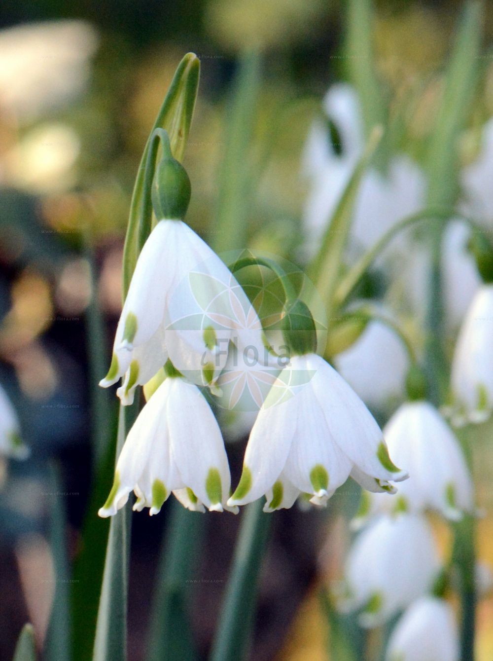 Foto von Leucojum aestivum (Sommer-Knotenblume - Summer Snowflake). Das Foto wurde in Köln, Nordrhein-Westfalen, Deutschland aufgenommen. ---- Photo of Leucojum aestivum (Sommer-Knotenblume - Summer Snowflake). The picture was taken in Cologne, North Rhine-Westphalia, Germany.(Leucojum aestivum,Sommer-Knotenblume,Summer Snowflake,Leucojum aestivum,Sommer-Knotenblume,Summer Snowflake,Leucojum,Knotenblume,Snowflake,Amaryllidaceae,Narzissengewächse,Amaryllis family)
